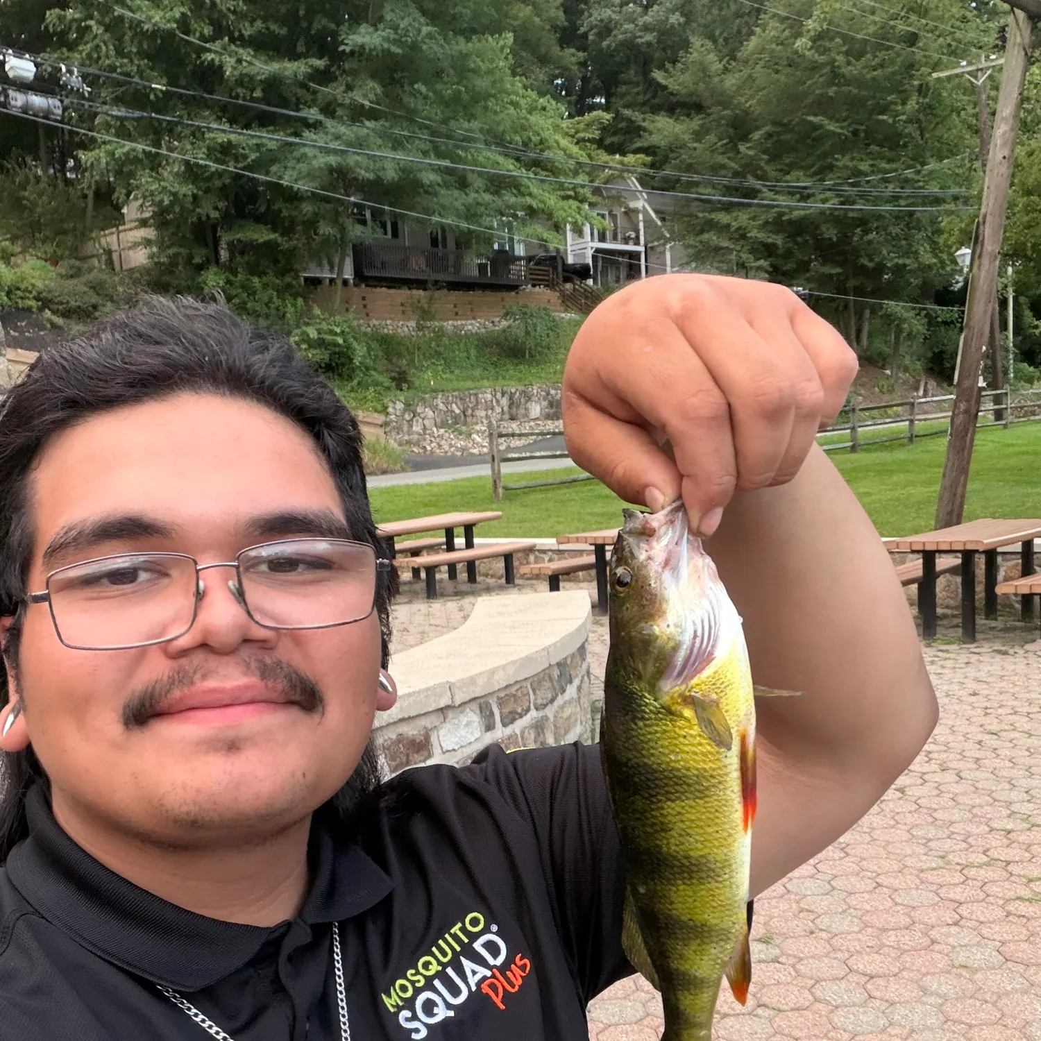 Yellow perch caught on Fishbrain