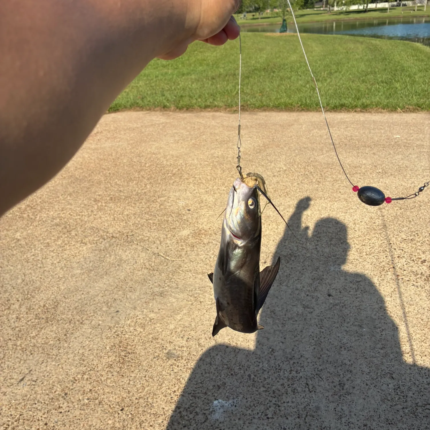 Channel catfish caught on Fishbrain