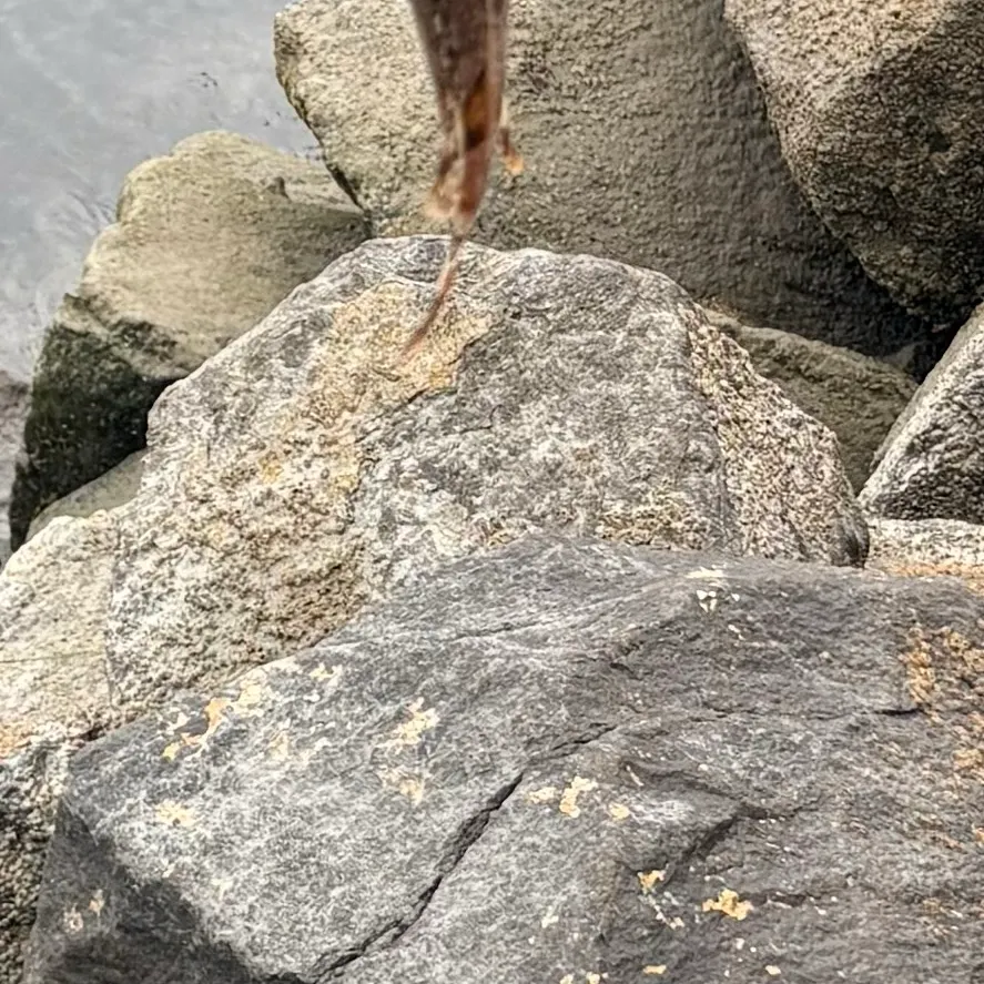 Longspined bullhead caught on Fishbrain