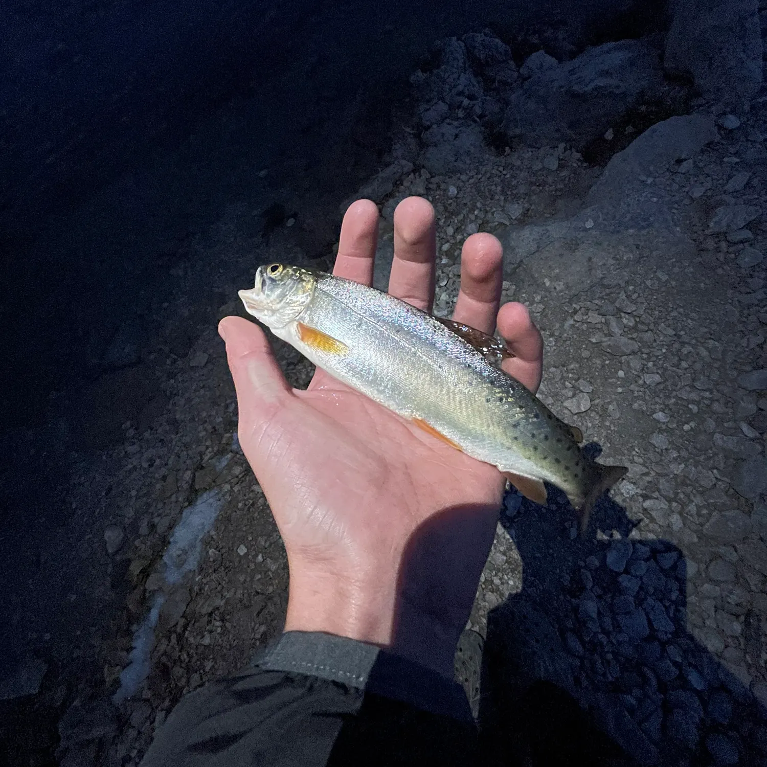 Colorado river cutthroat trout caught on Fishbrain