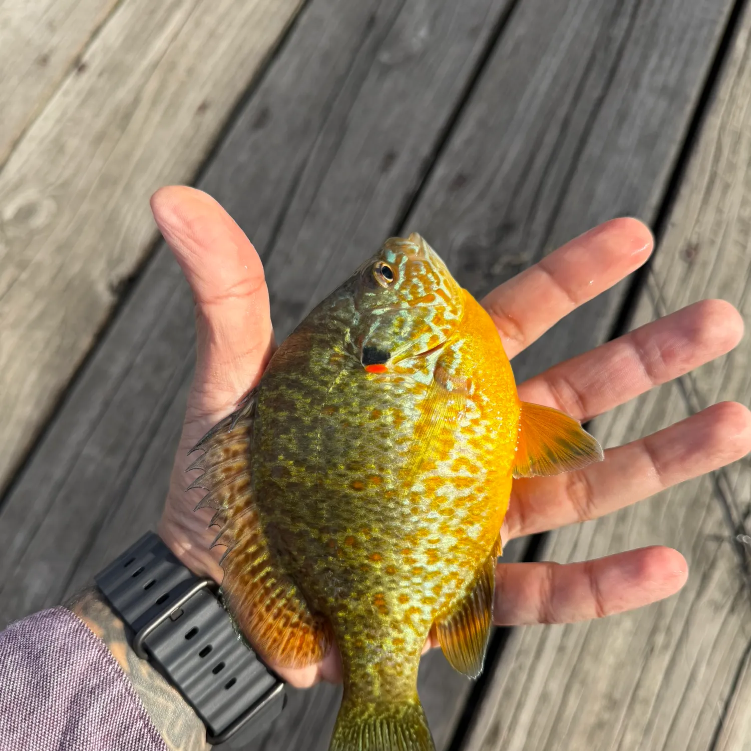 recently logged catches
