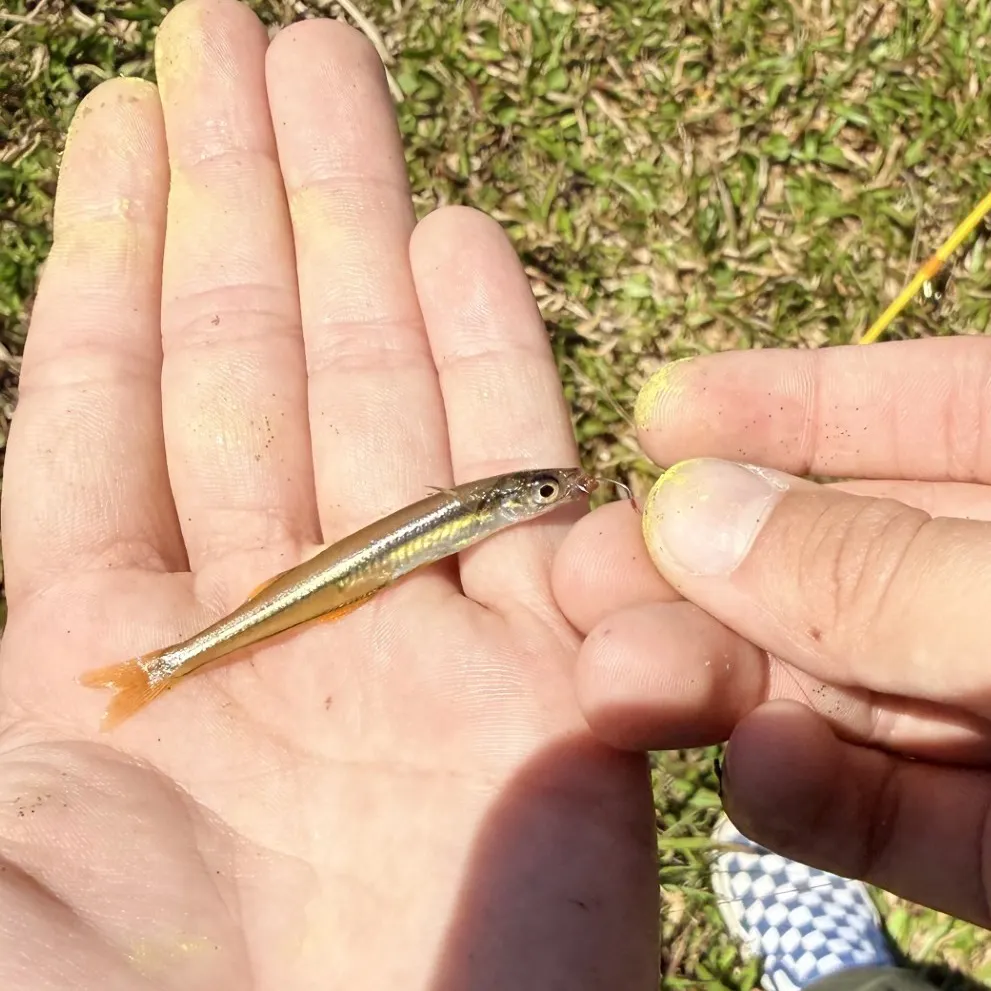 The most recent Golden silverside catches on Fishbrain