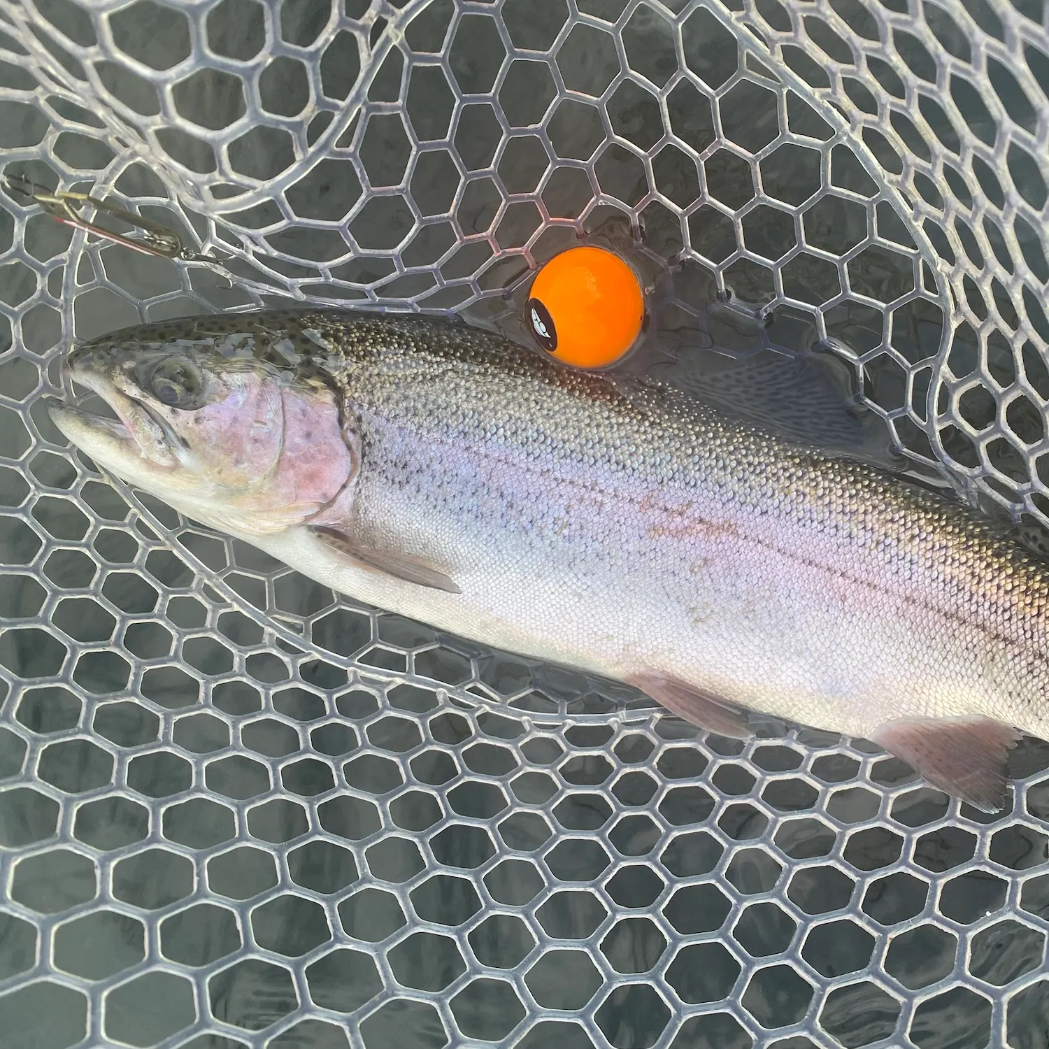 Rainbow trout caught on Fishbrain