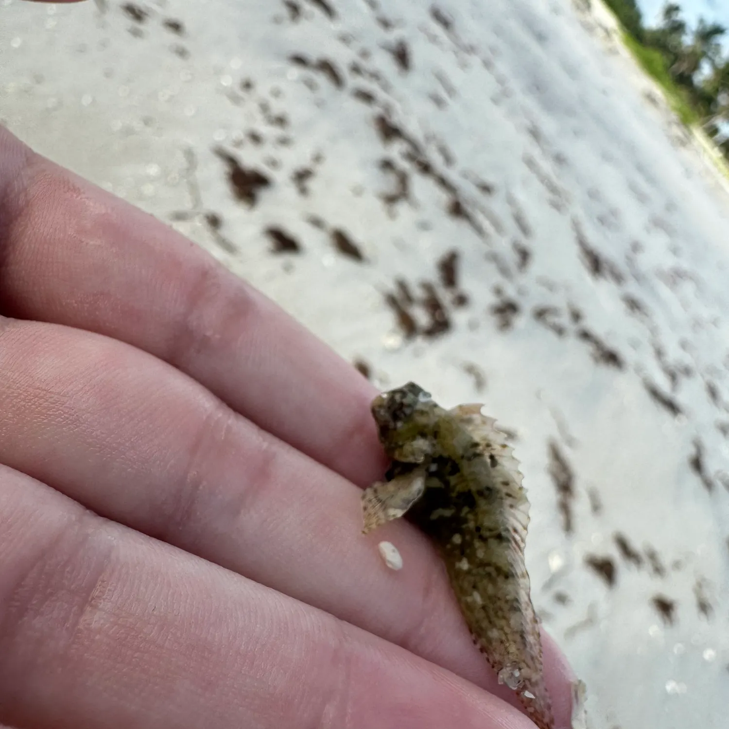The most recent Florida blenny catches on Fishbrain