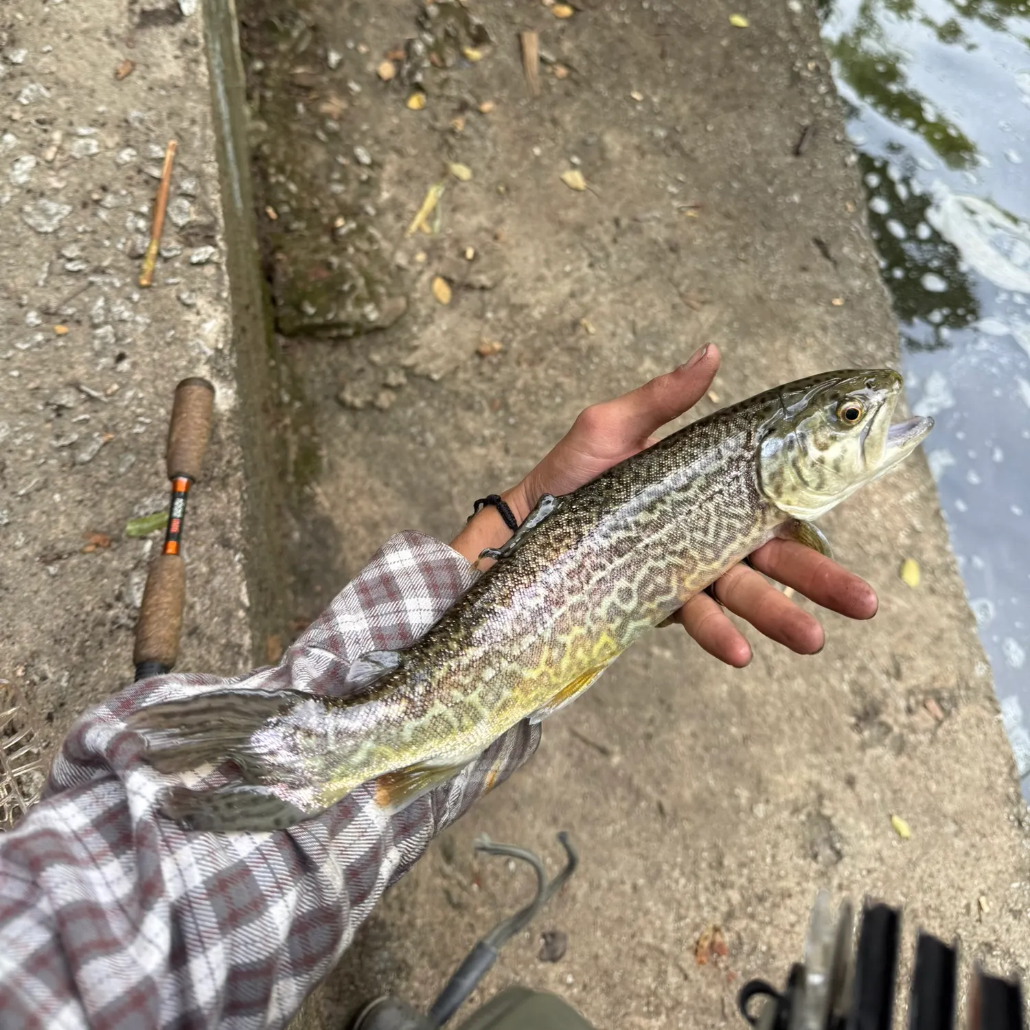 The most recent Tiger trout catches on Fishbrain
