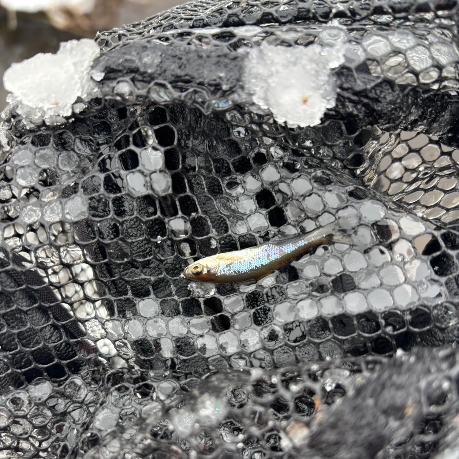 The most recent Round whitefish catches on Fishbrain