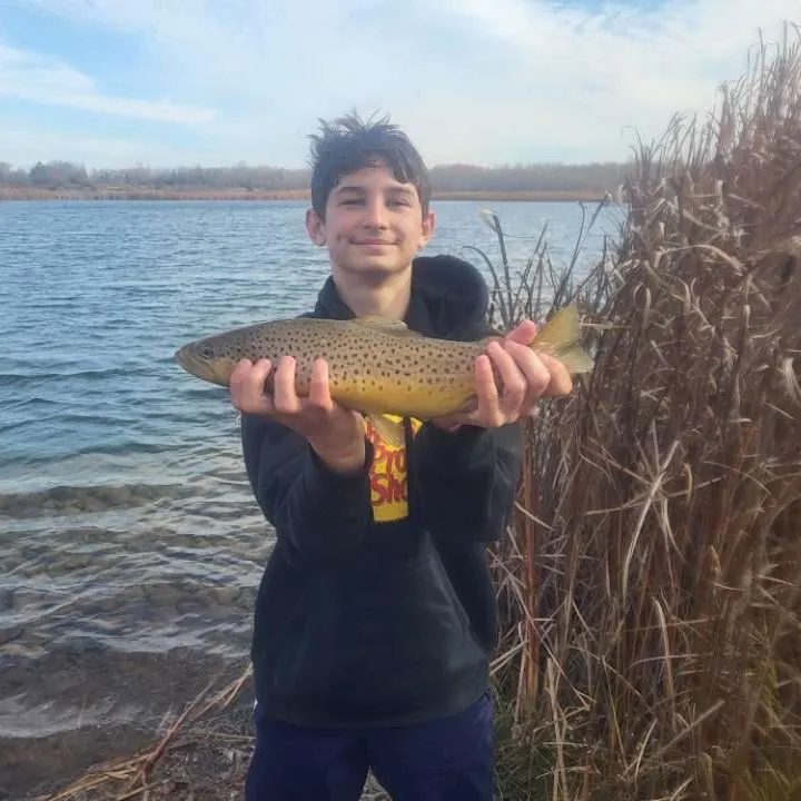 Brown trout caught on Fishbrain