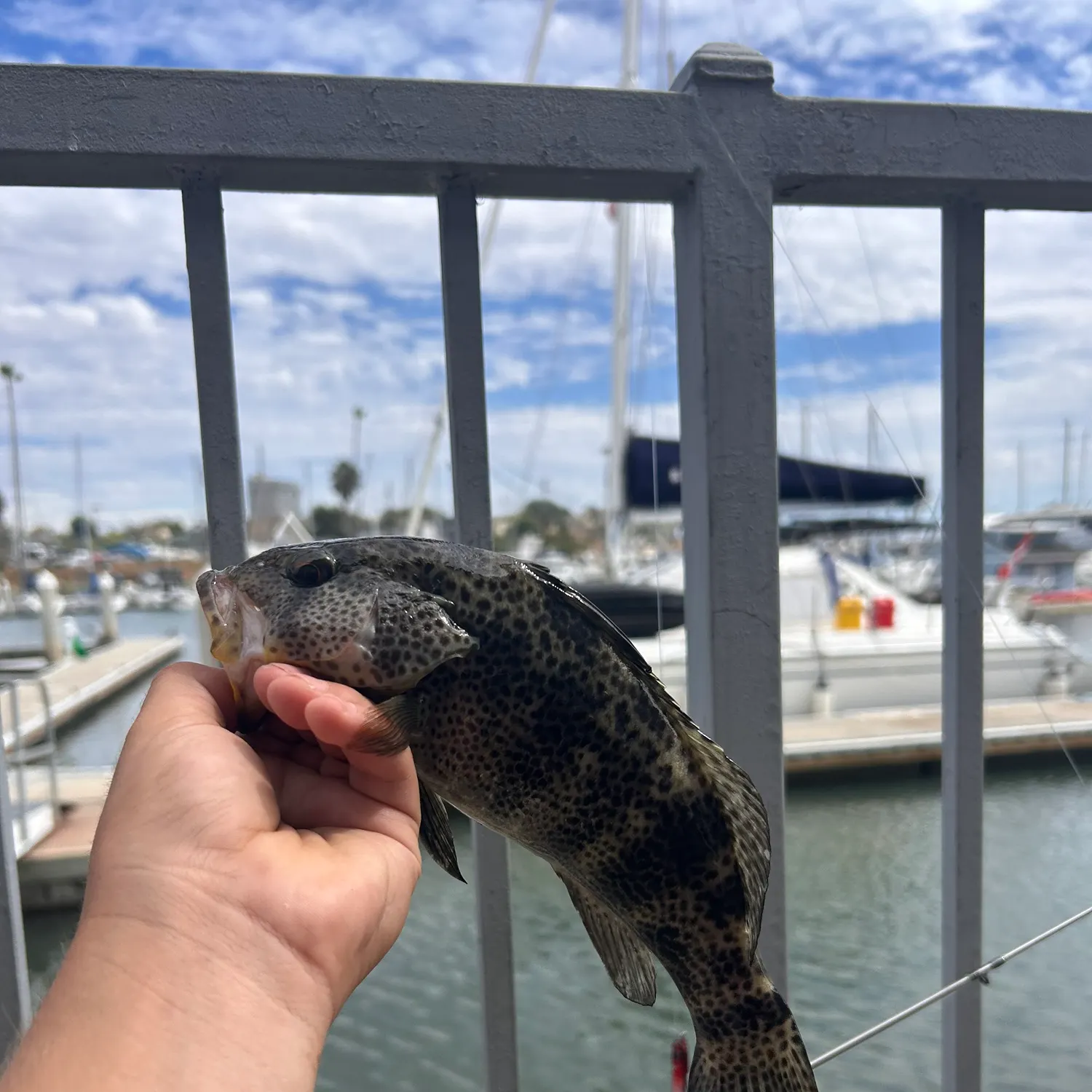 Spotted sand bass caught on Fishbrain