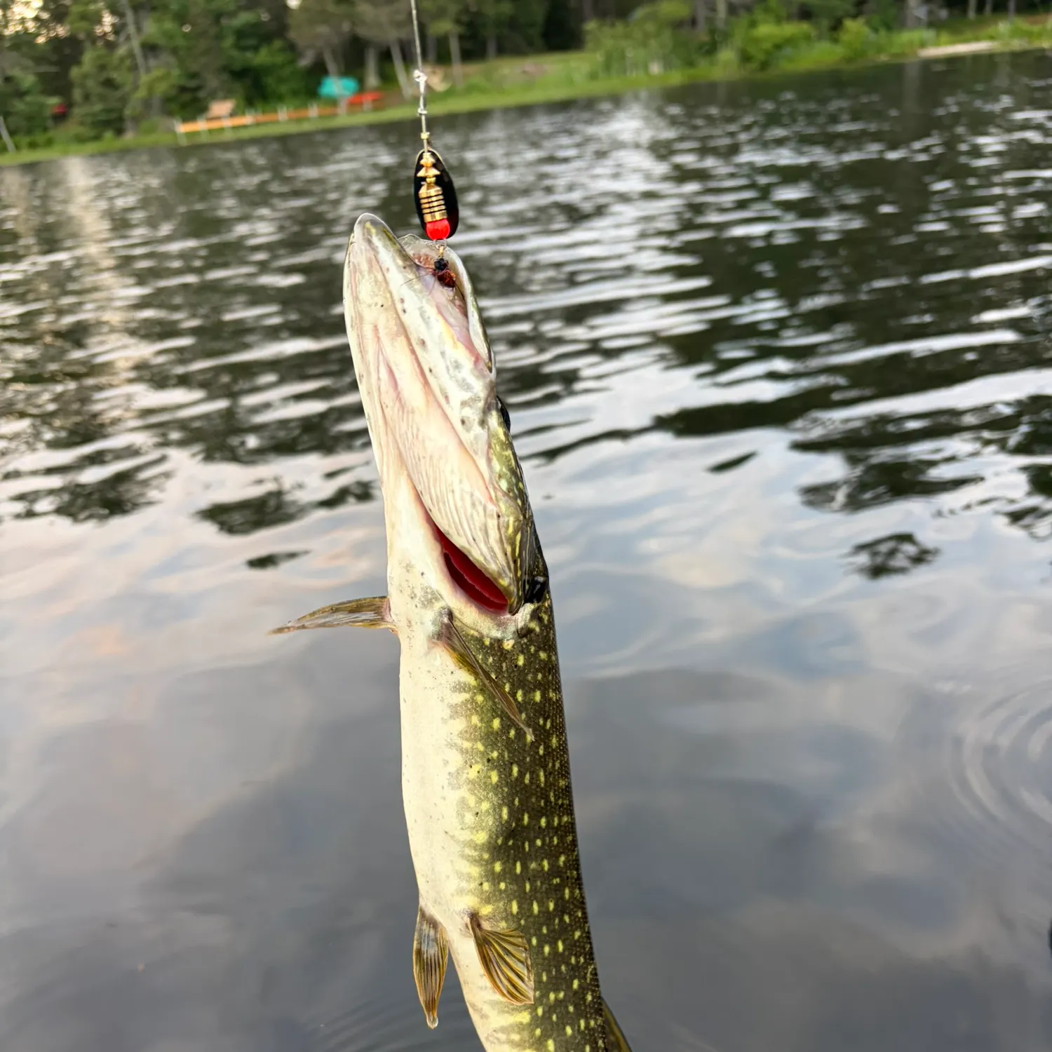 Northern pike caught on Fishbrain