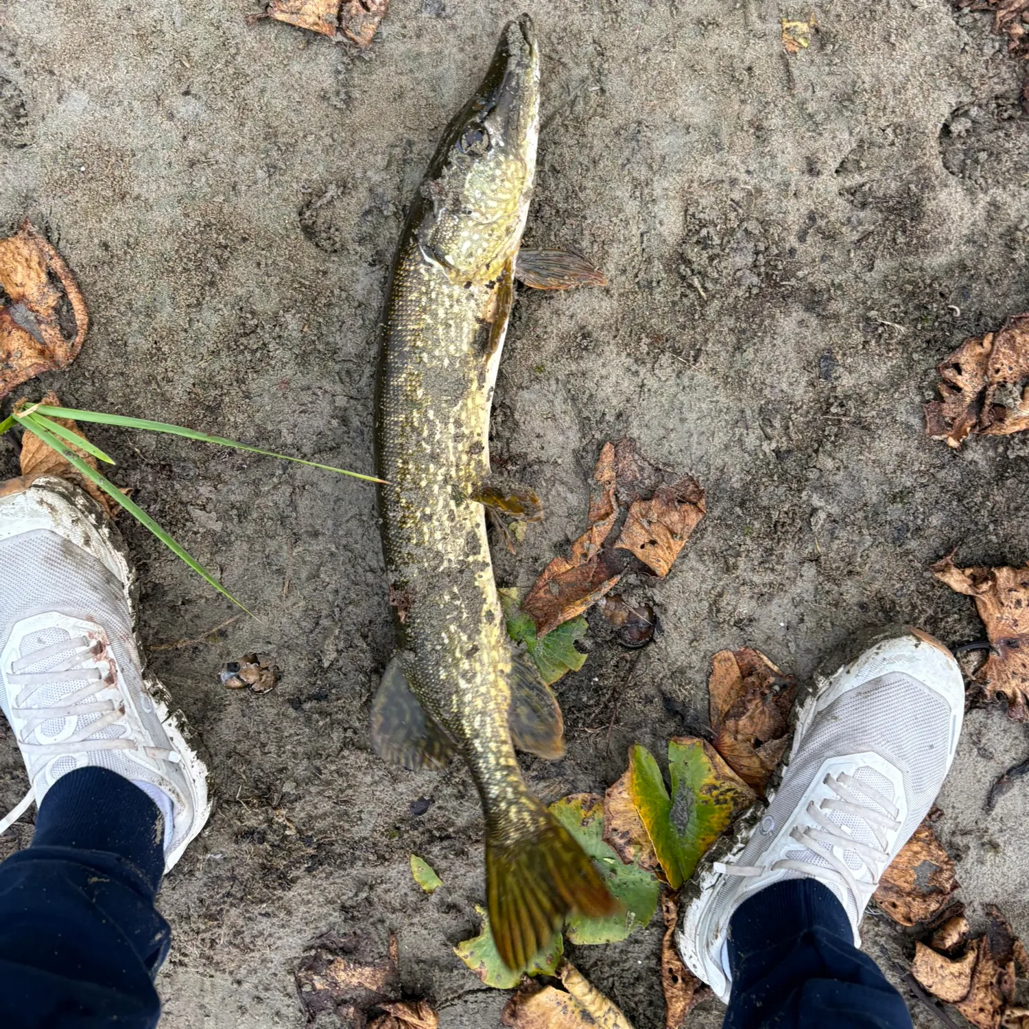Northern pike caught on Fishbrain
