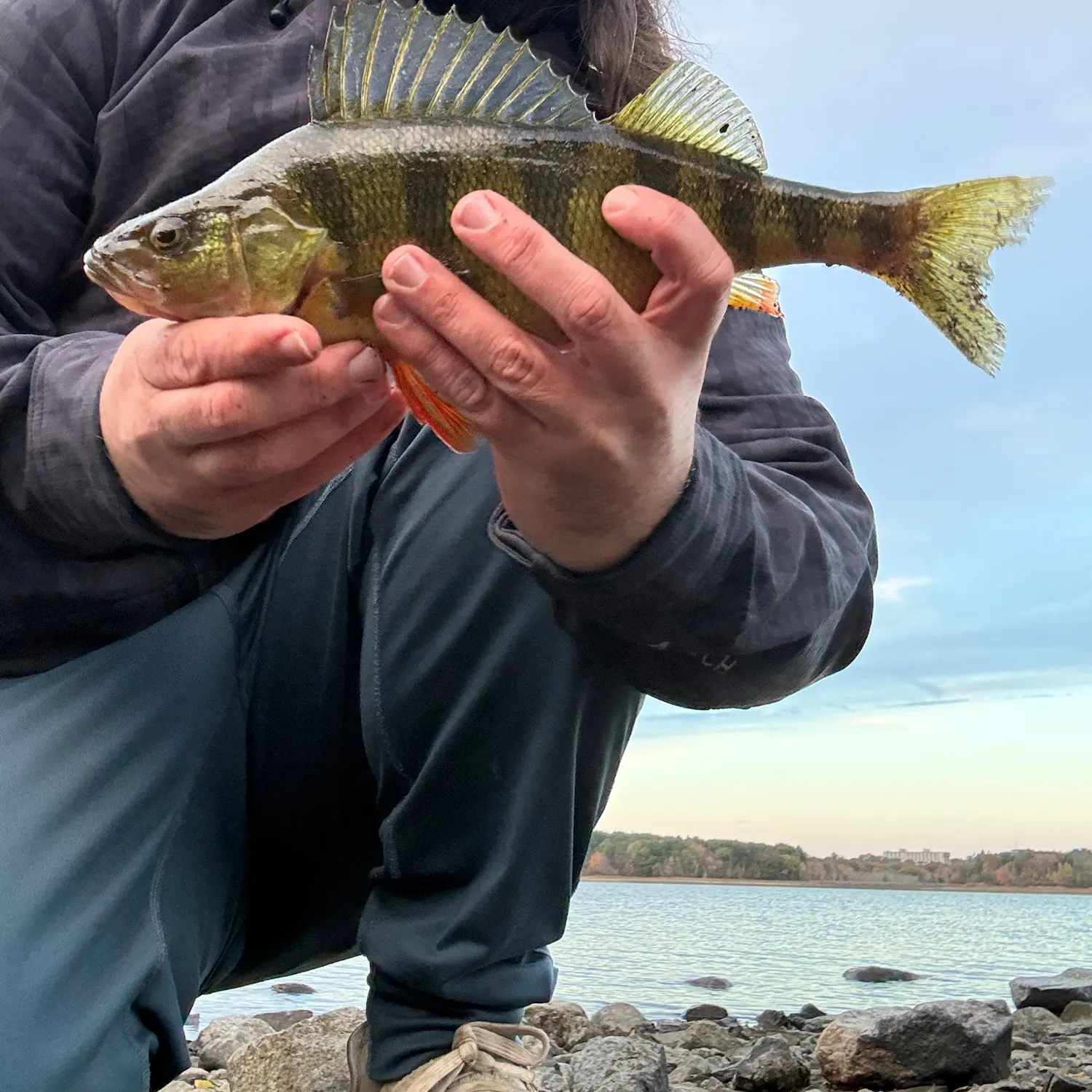 Yellow perch caught on Fishbrain