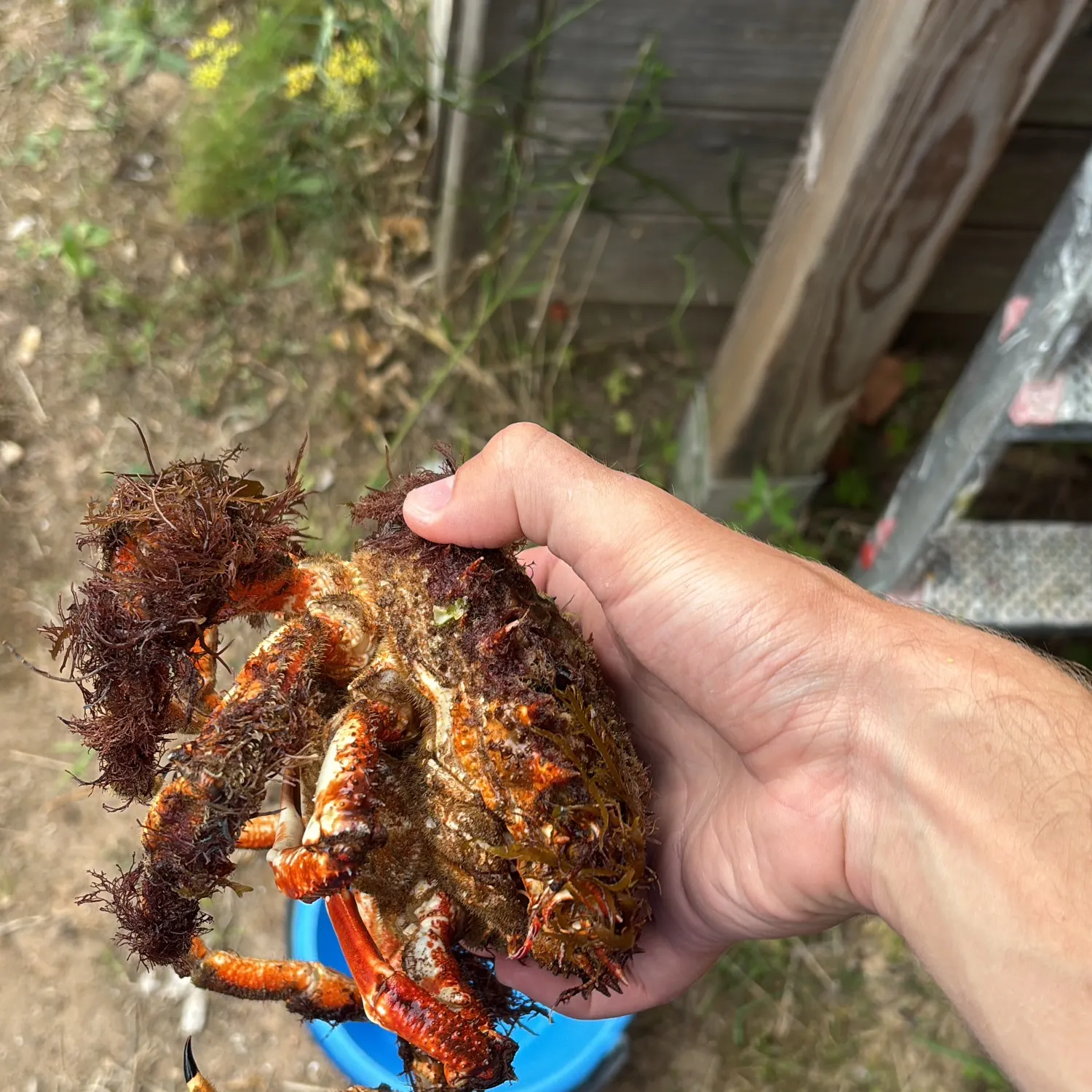 The most recent European spider crab catches on Fishbrain