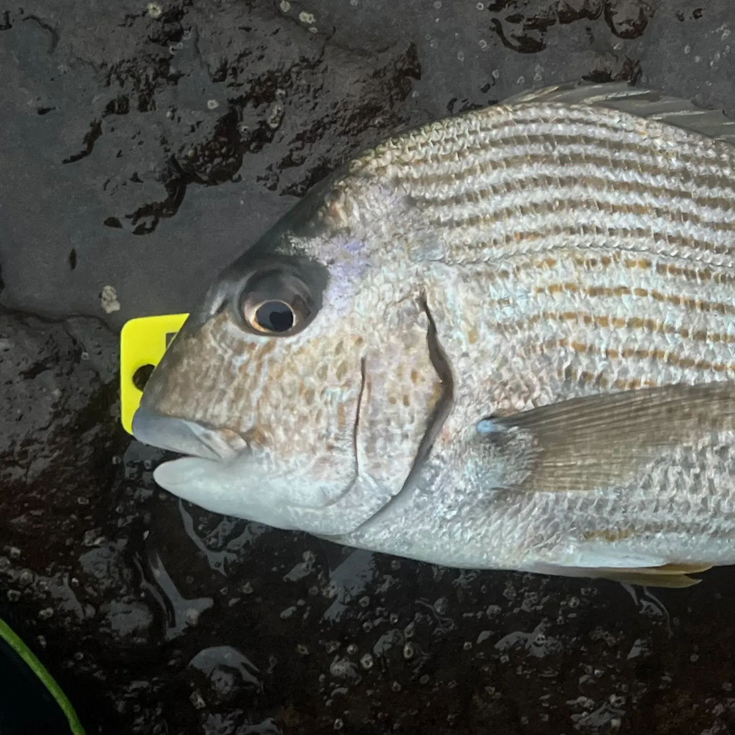 The most recent Goldlined seabream catches on Fishbrain