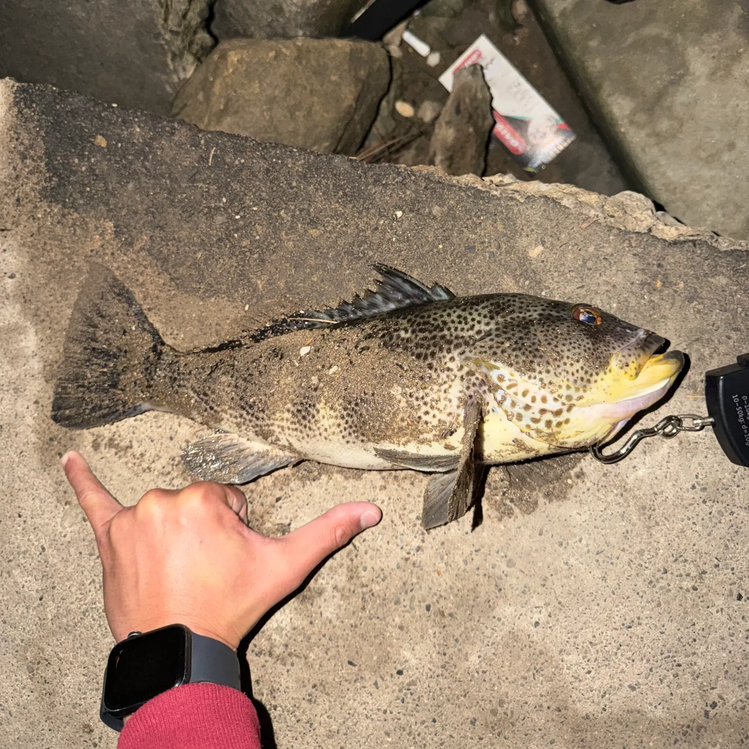 recently logged catches