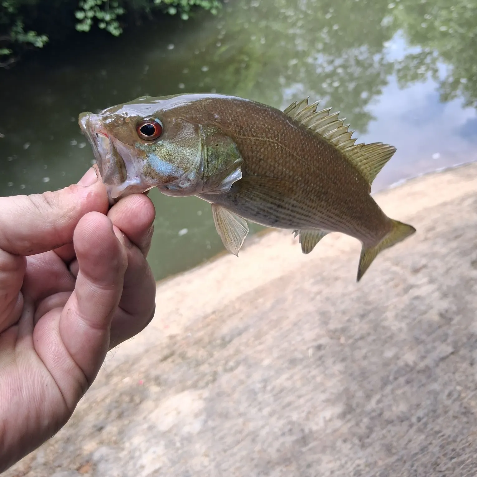 The most recent Redeye bass catches on Fishbrain