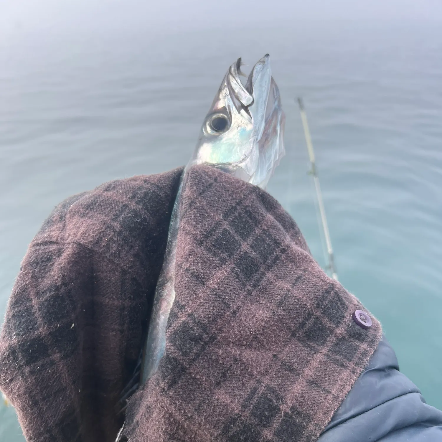 The most recent Snoek catches on Fishbrain