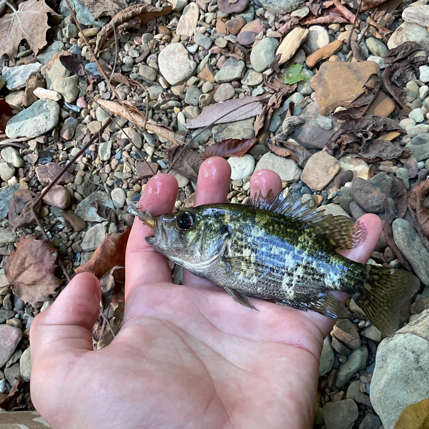 Rock bass caught on Fishbrain