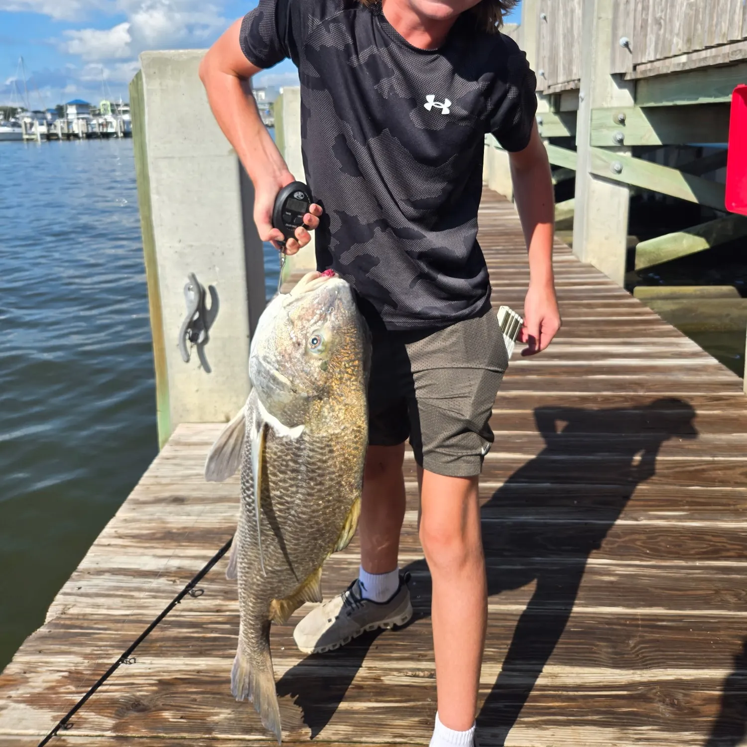 Black drum caught on Fishbrain