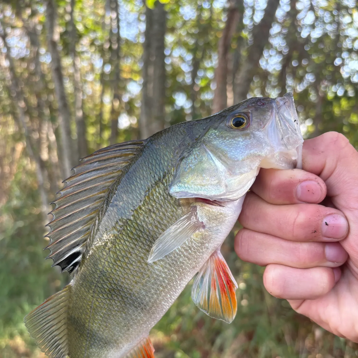 European perch caught on Fishbrain