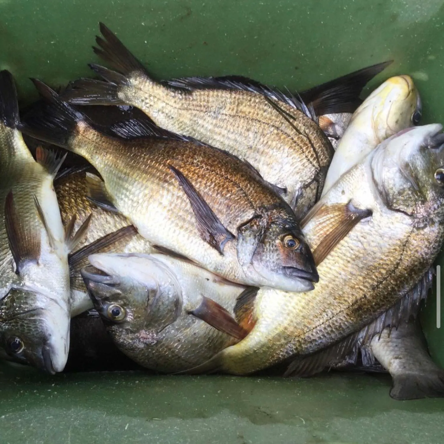 recently logged catches