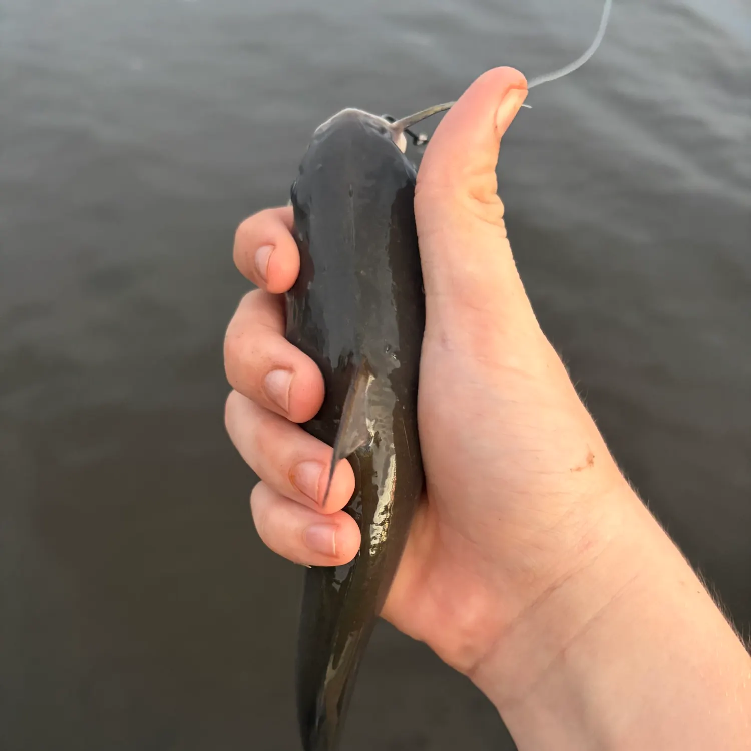 Gafftopsail sea catfish caught on Fishbrain