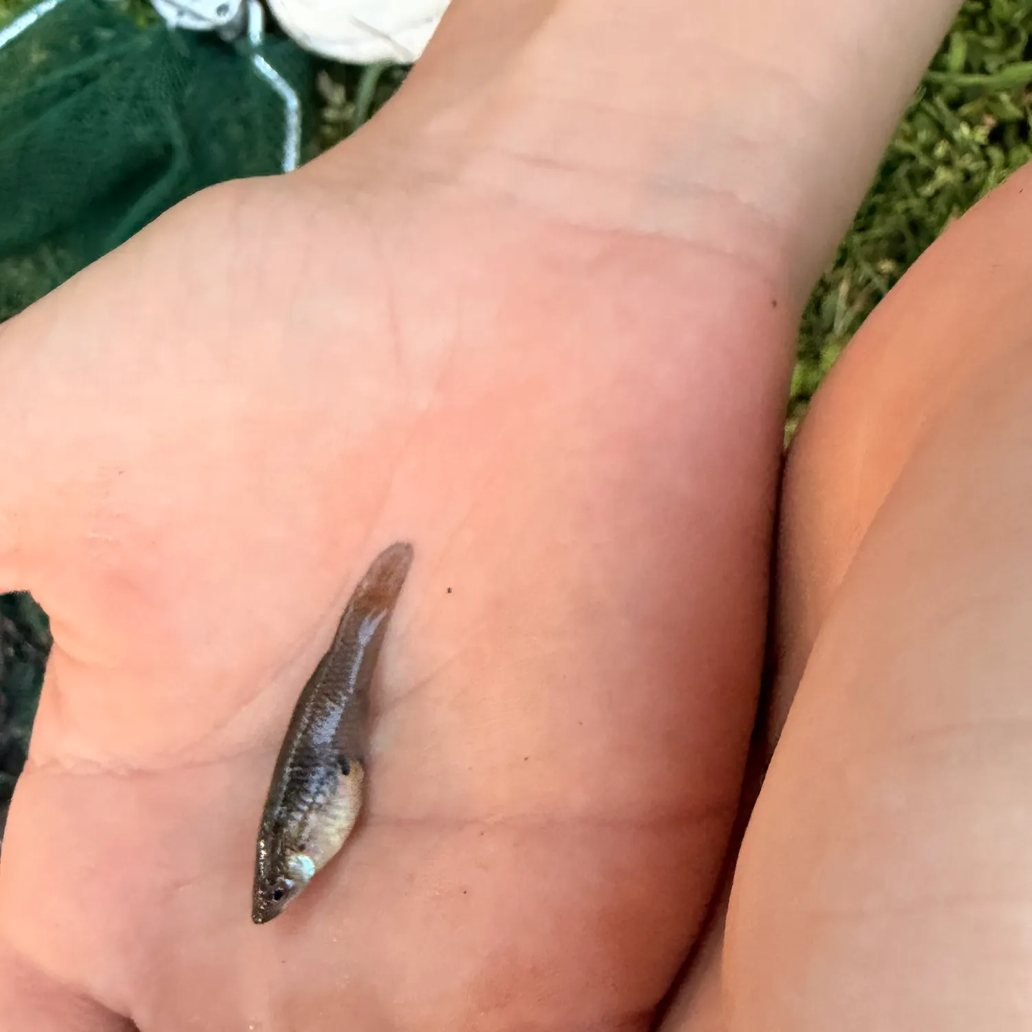 The most recent Eastern mosquitofish catches on Fishbrain