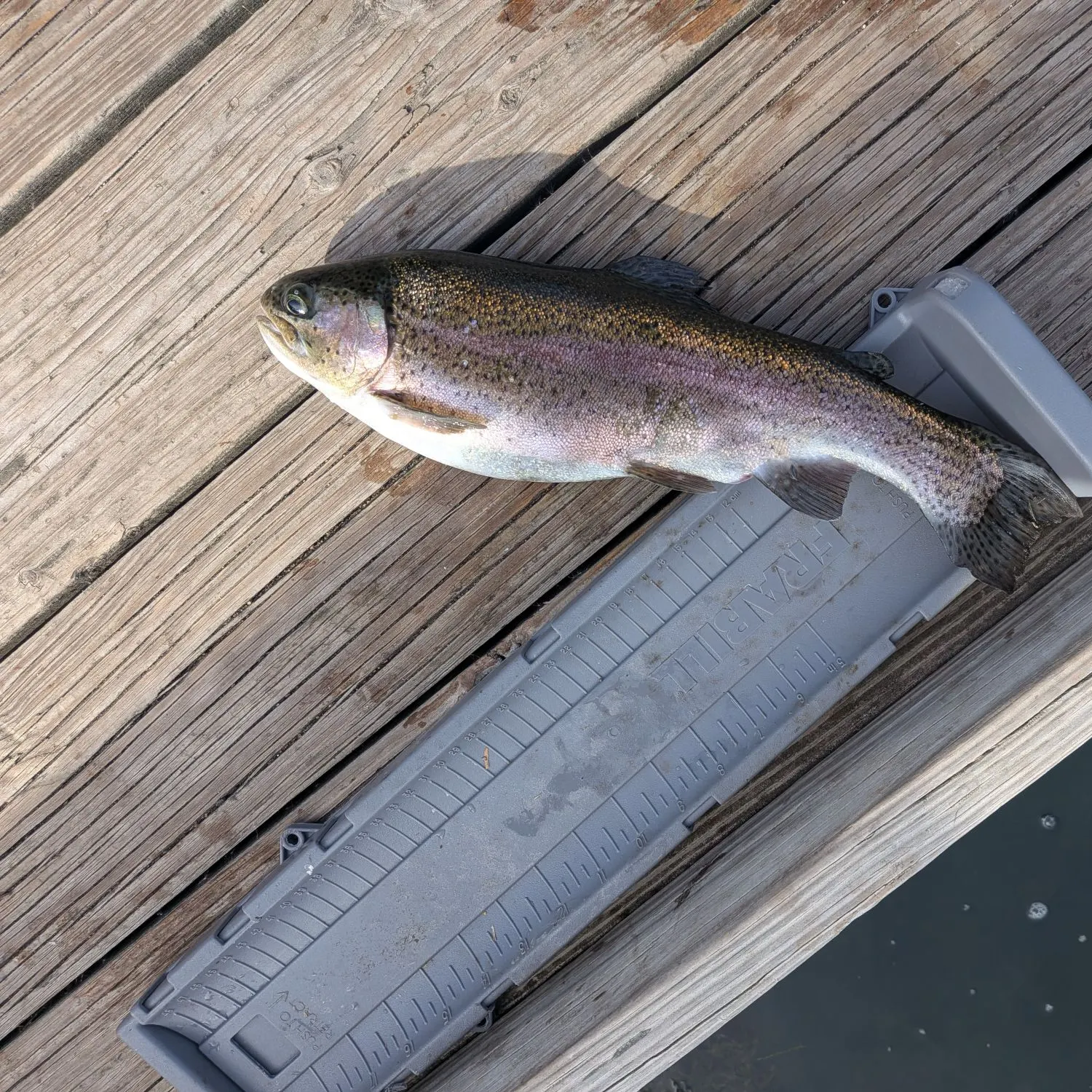 Rainbow trout caught on Fishbrain