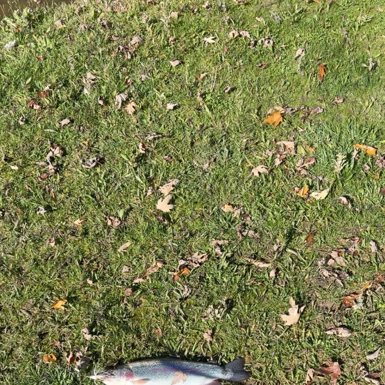 Rainbow trout caught on Fishbrain