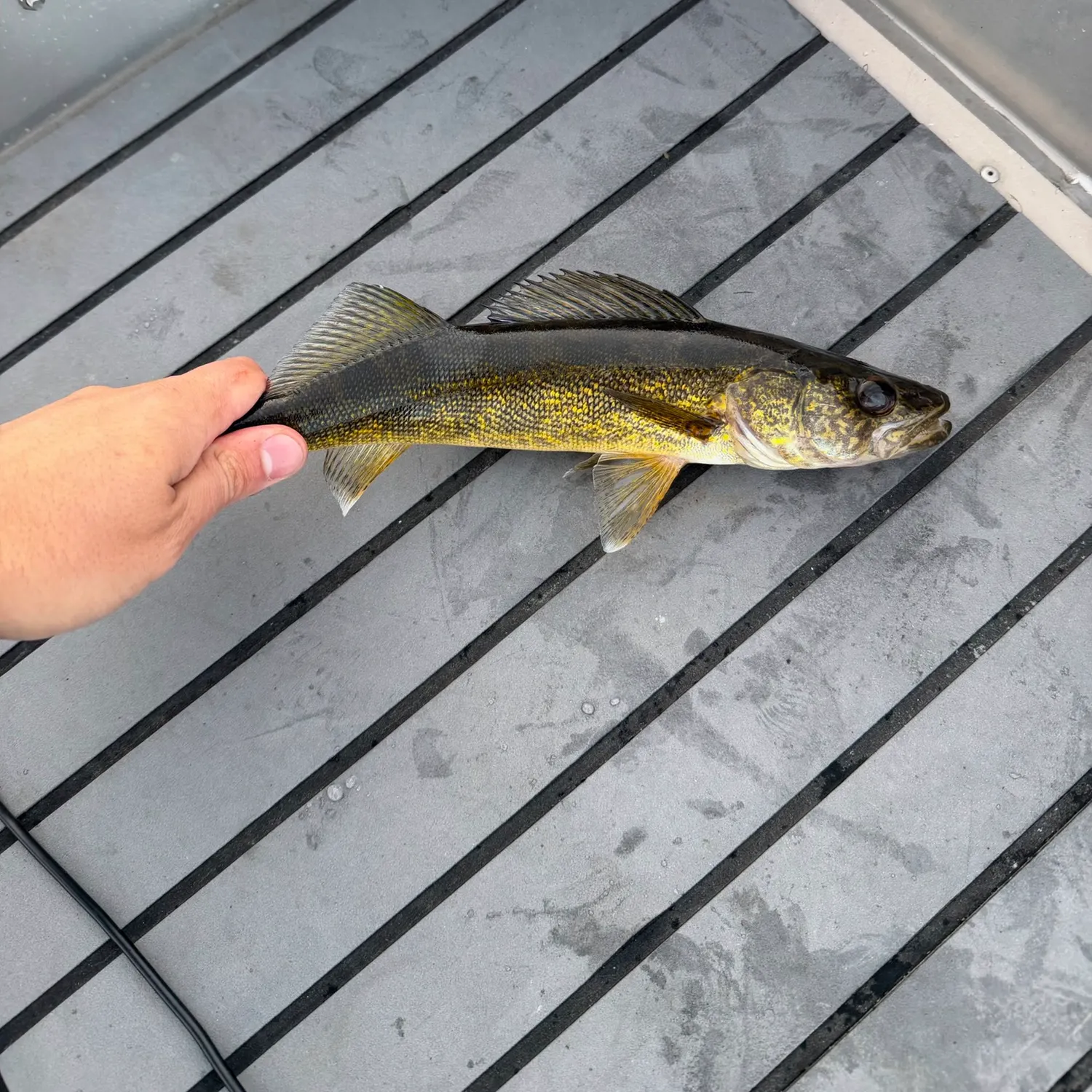 Sauger caught on Fishbrain