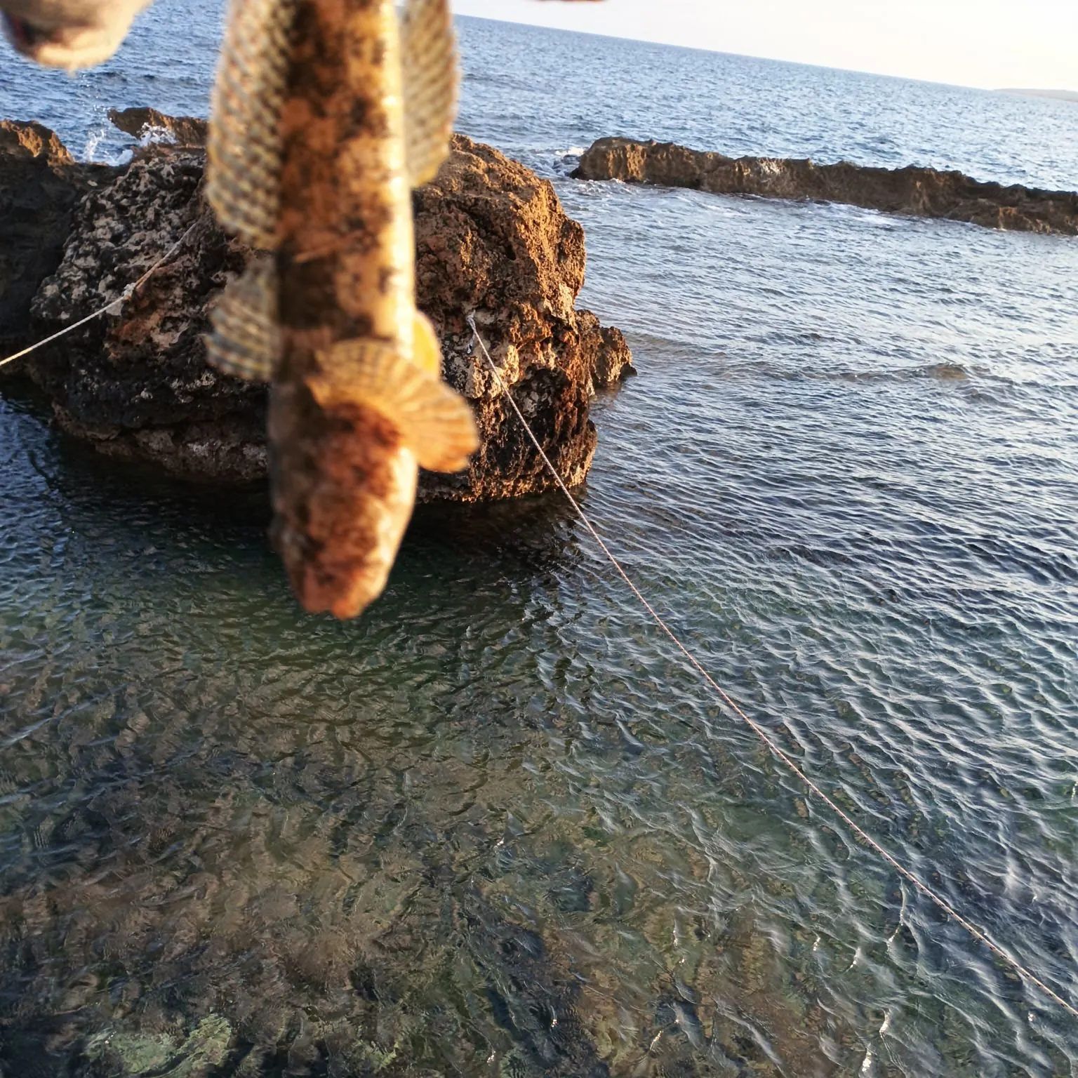 The most popular recent Giant goby catch on Fishbrain
