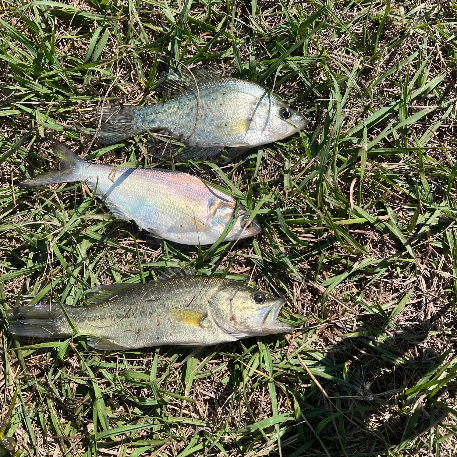Fish caught on Fishbrain