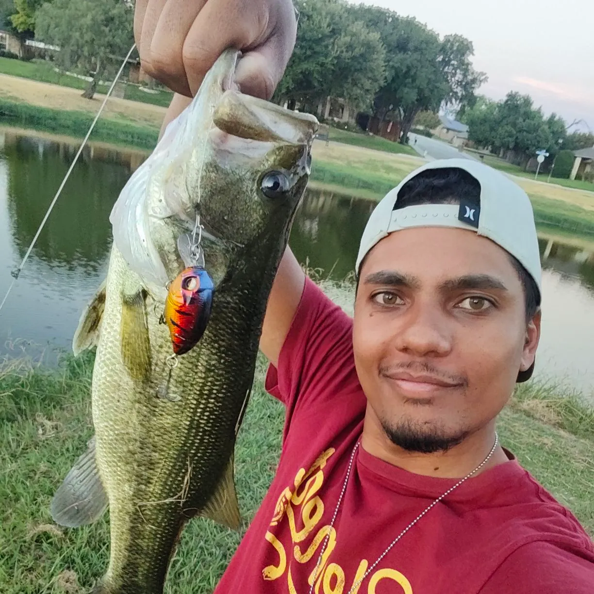 Largemouth bass caught on Fishbrain