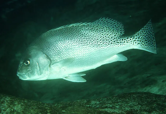 Crescent sweetlips