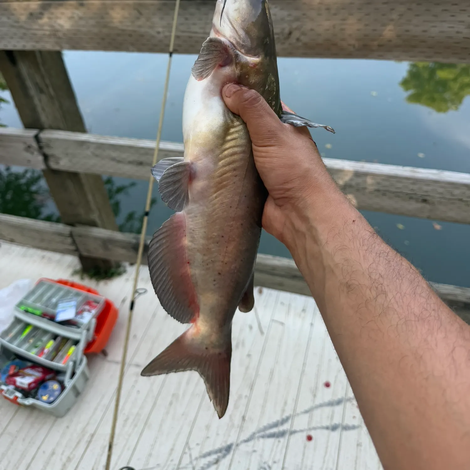 Channel catfish caught on Fishbrain