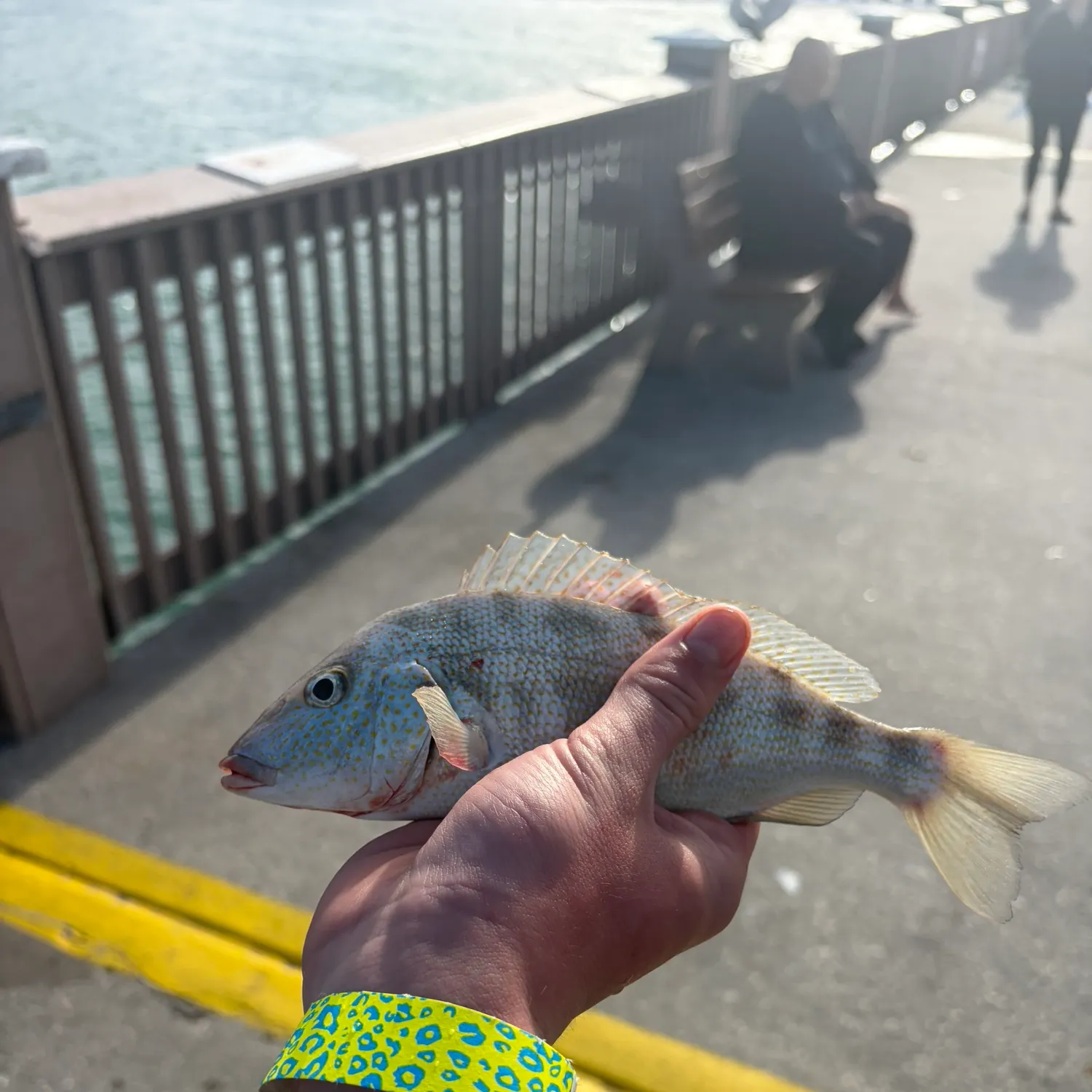 The most recent Sand perch catches on Fishbrain