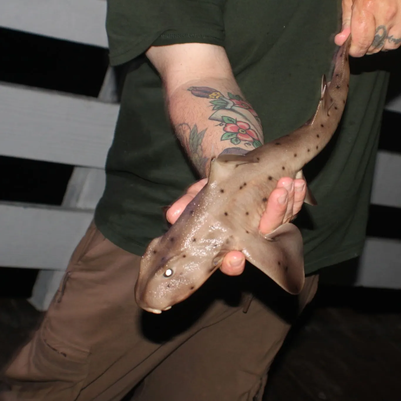 The most recent Horn shark catches on Fishbrain