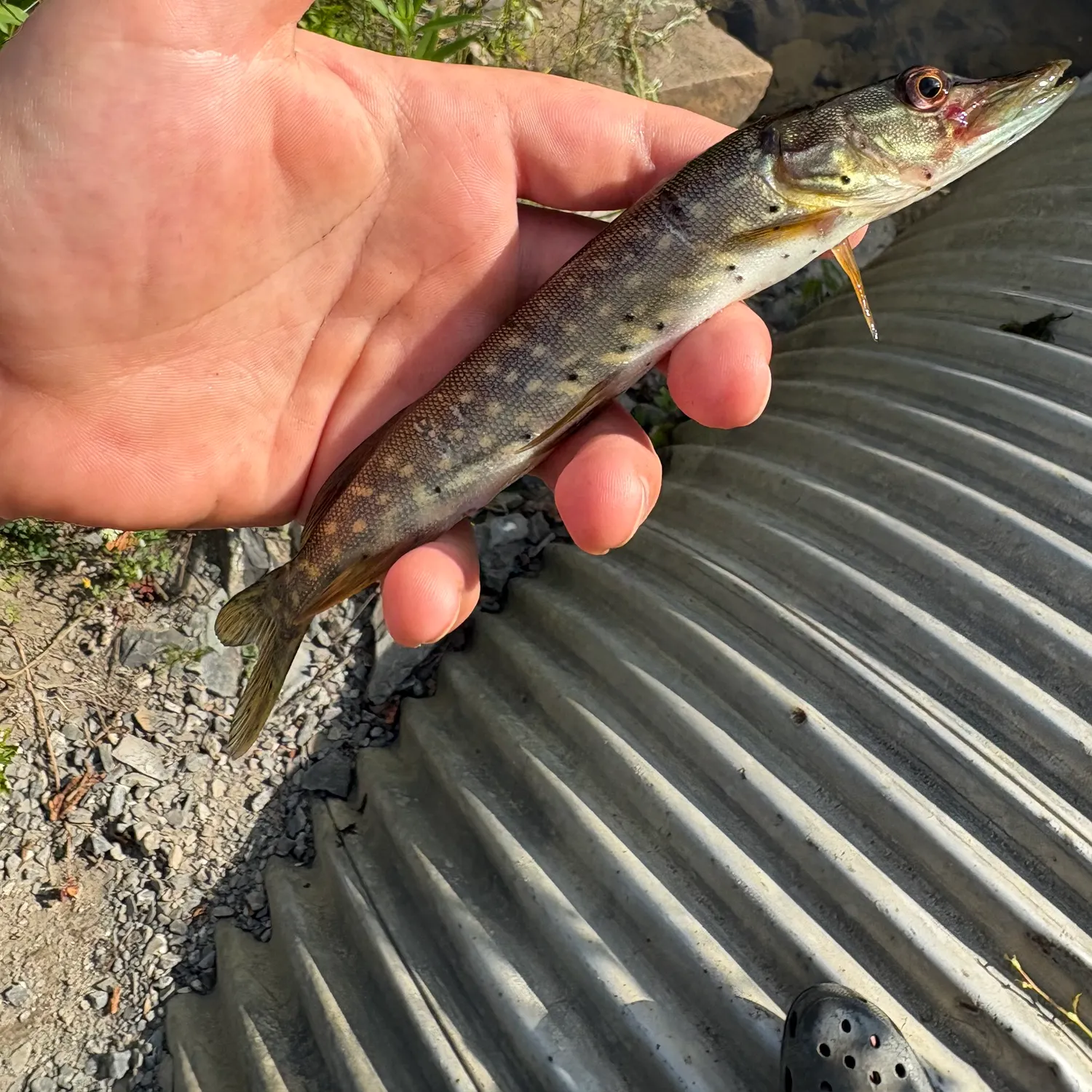 Northern pike caught on Fishbrain