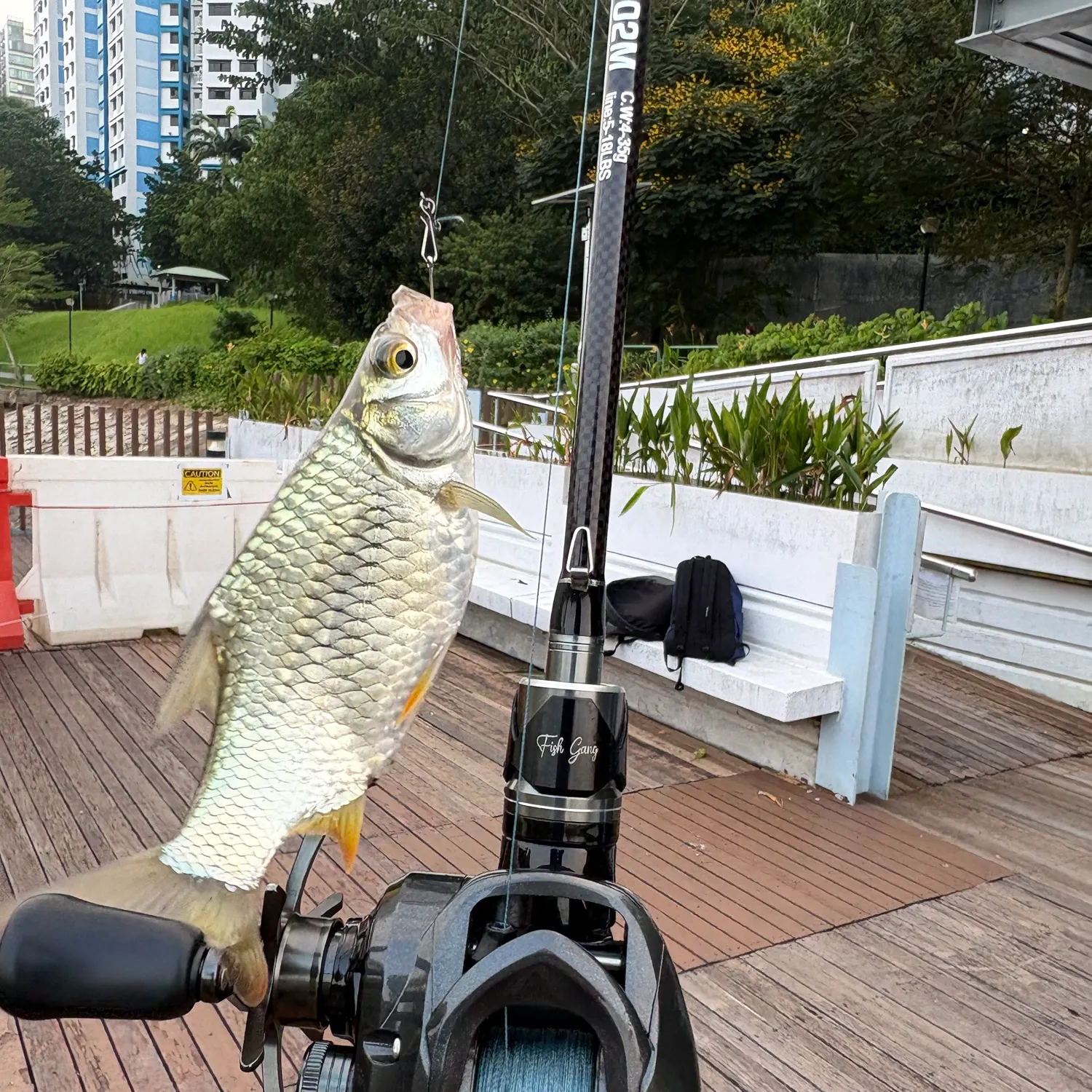 Java barb caught on Fishbrain