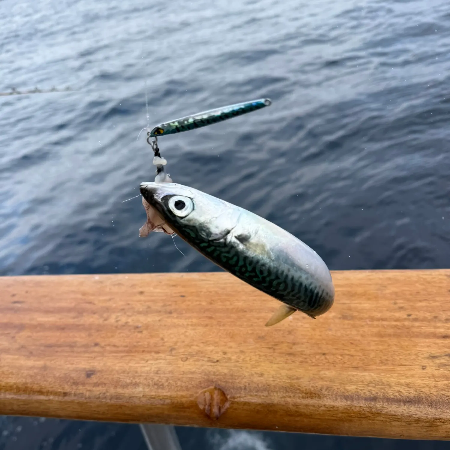 The most recent Pacific chub mackerel catches on Fishbrain