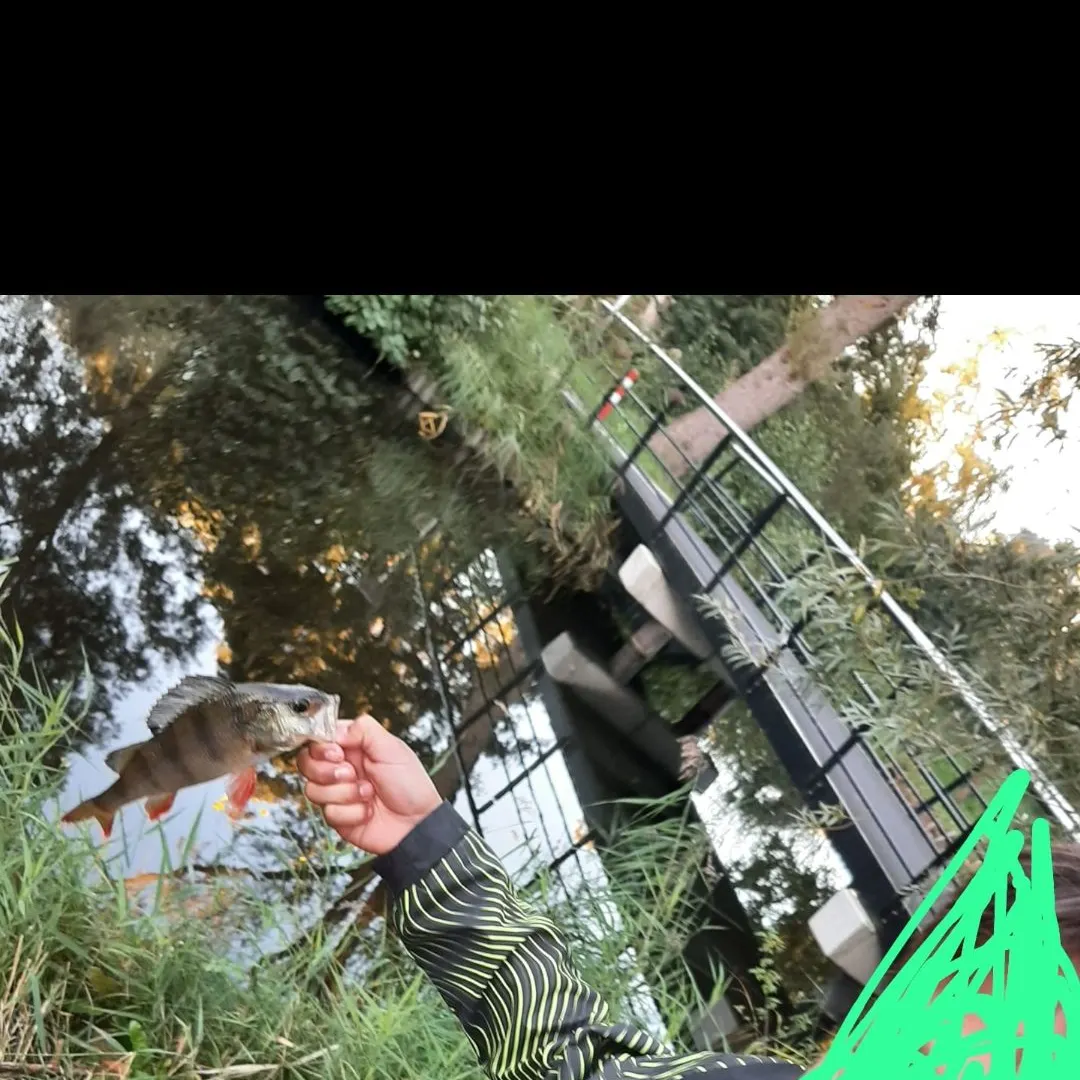 European perch caught on Fishbrain