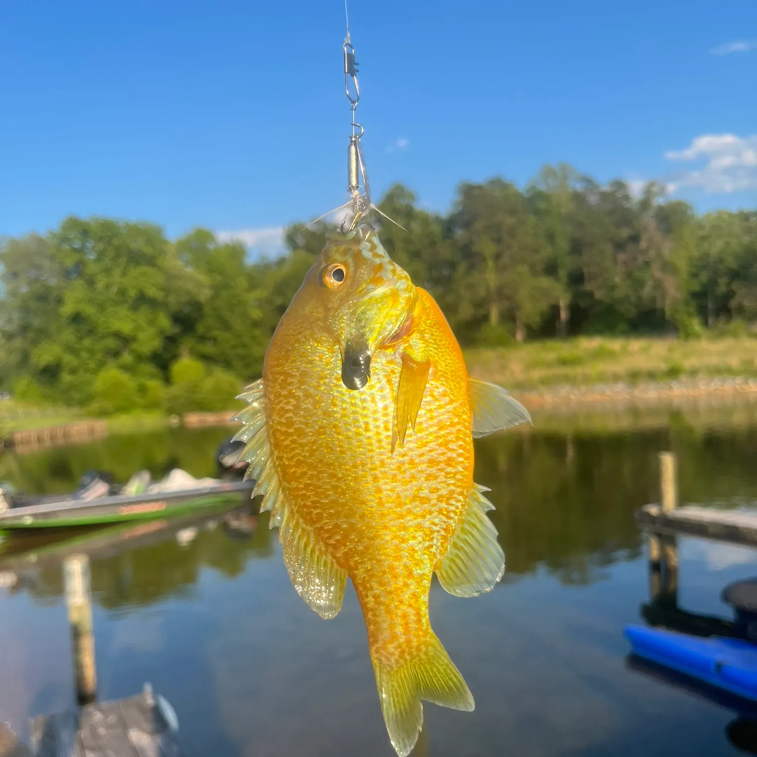 The most recent Redbreast sunfish x bluegill catches on Fishbrain