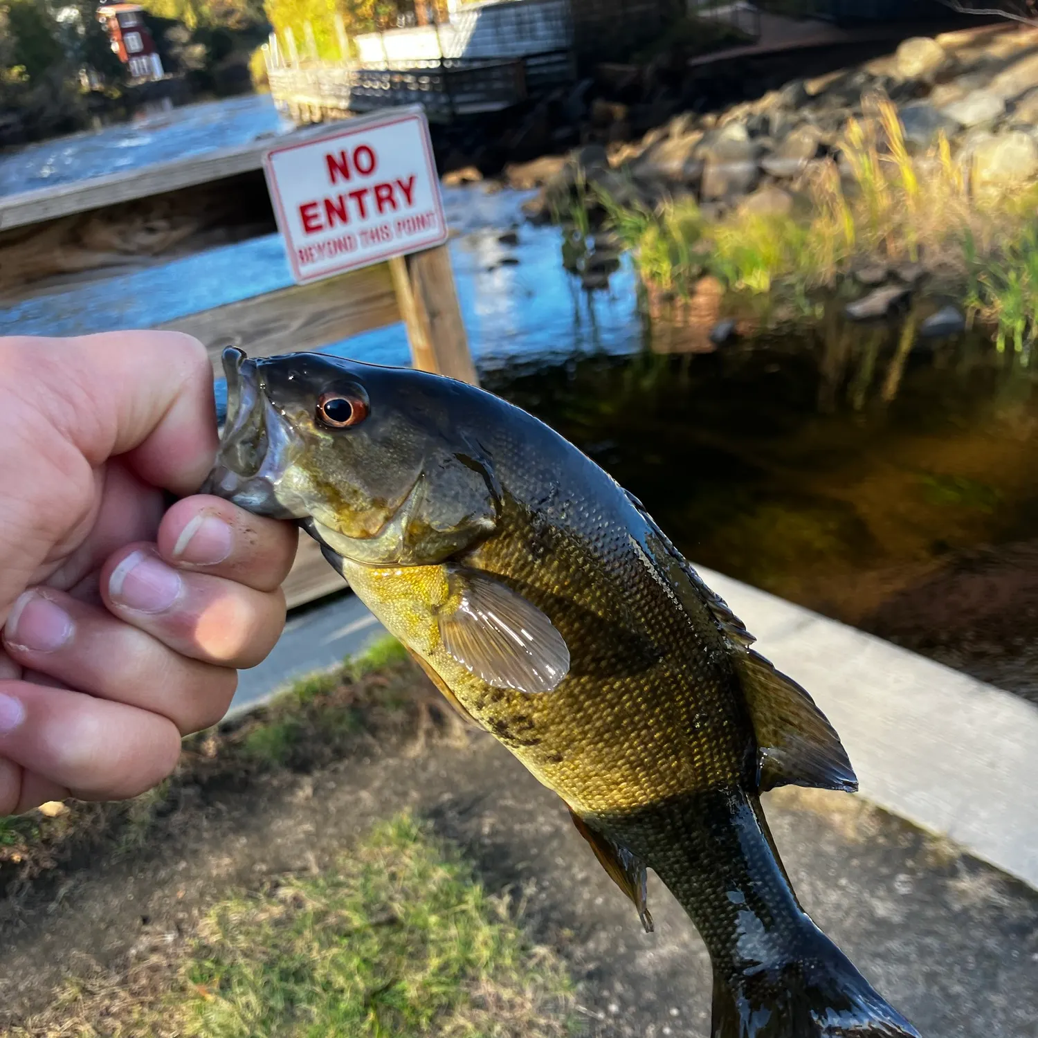 Smallmouth bass caught on Fishbrain