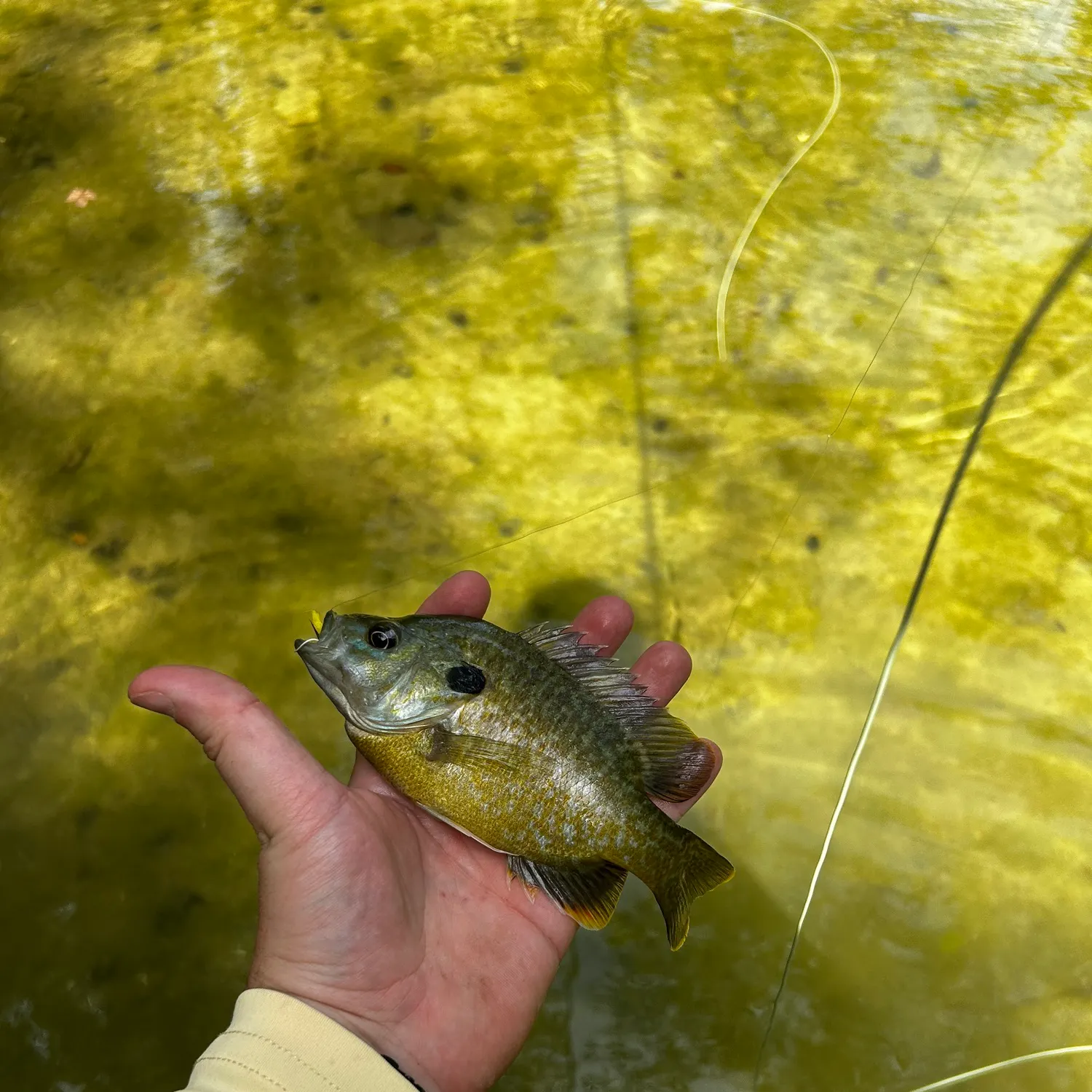 Greengill hybrid caught on Fishbrain