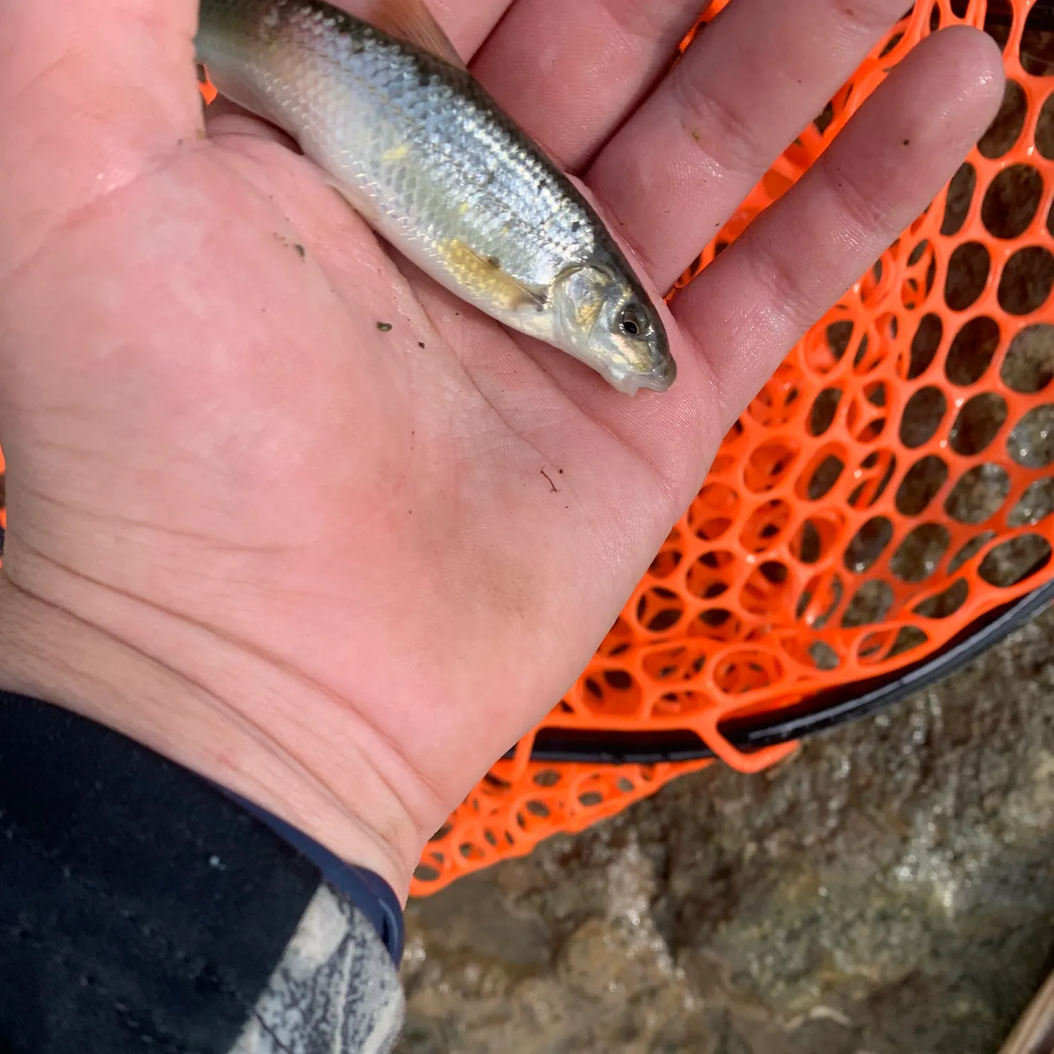 The most recent Central stoneroller catches on Fishbrain