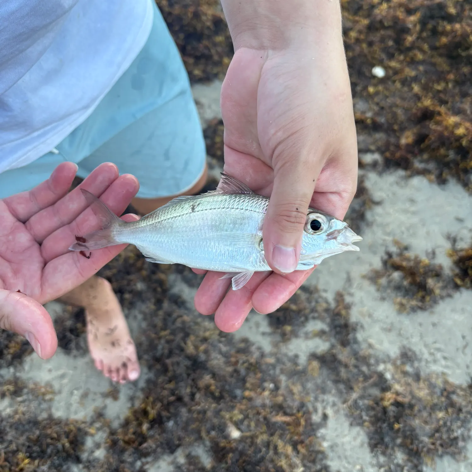 The most recent Striped mojarra catches on Fishbrain