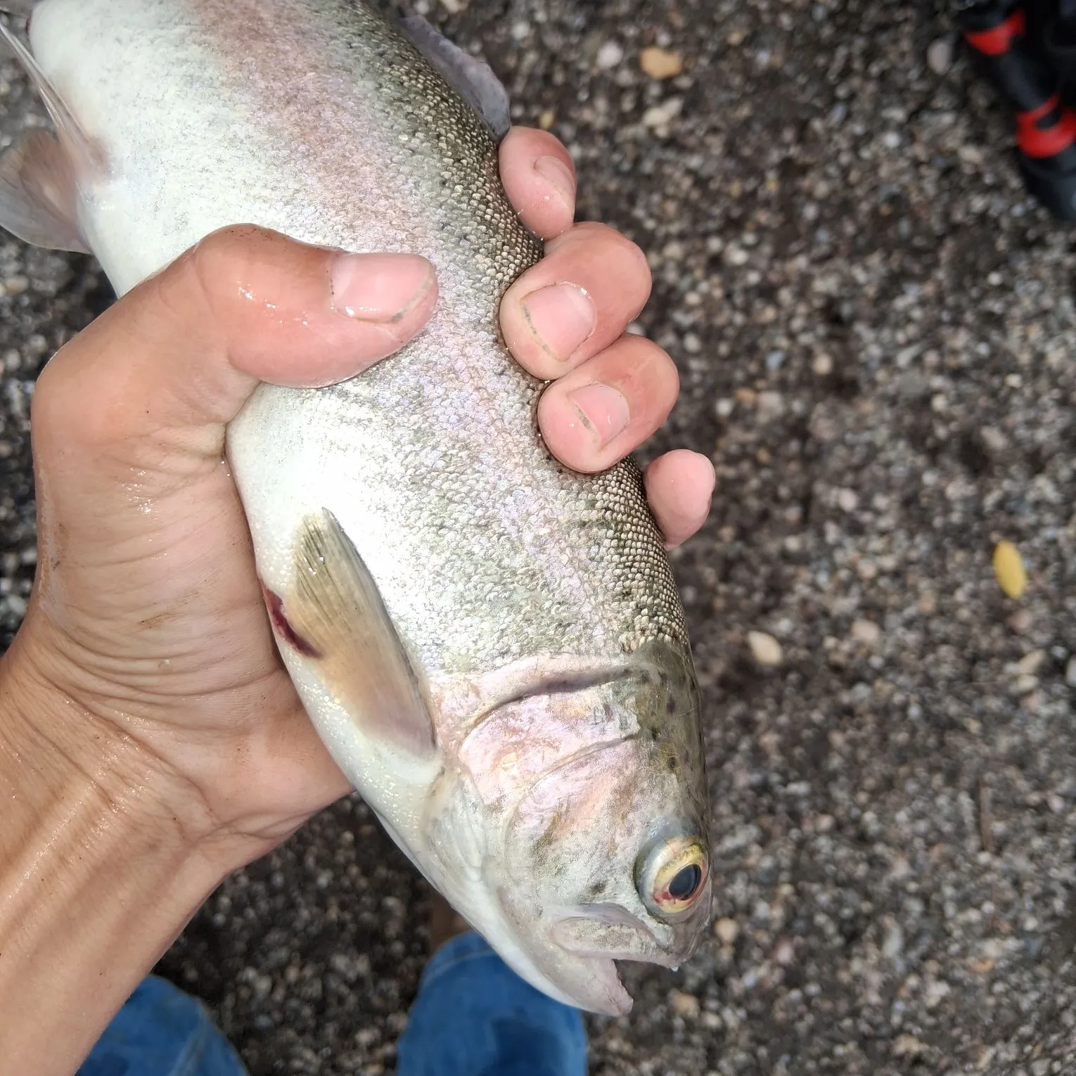 Rainbow trout caught on Fishbrain