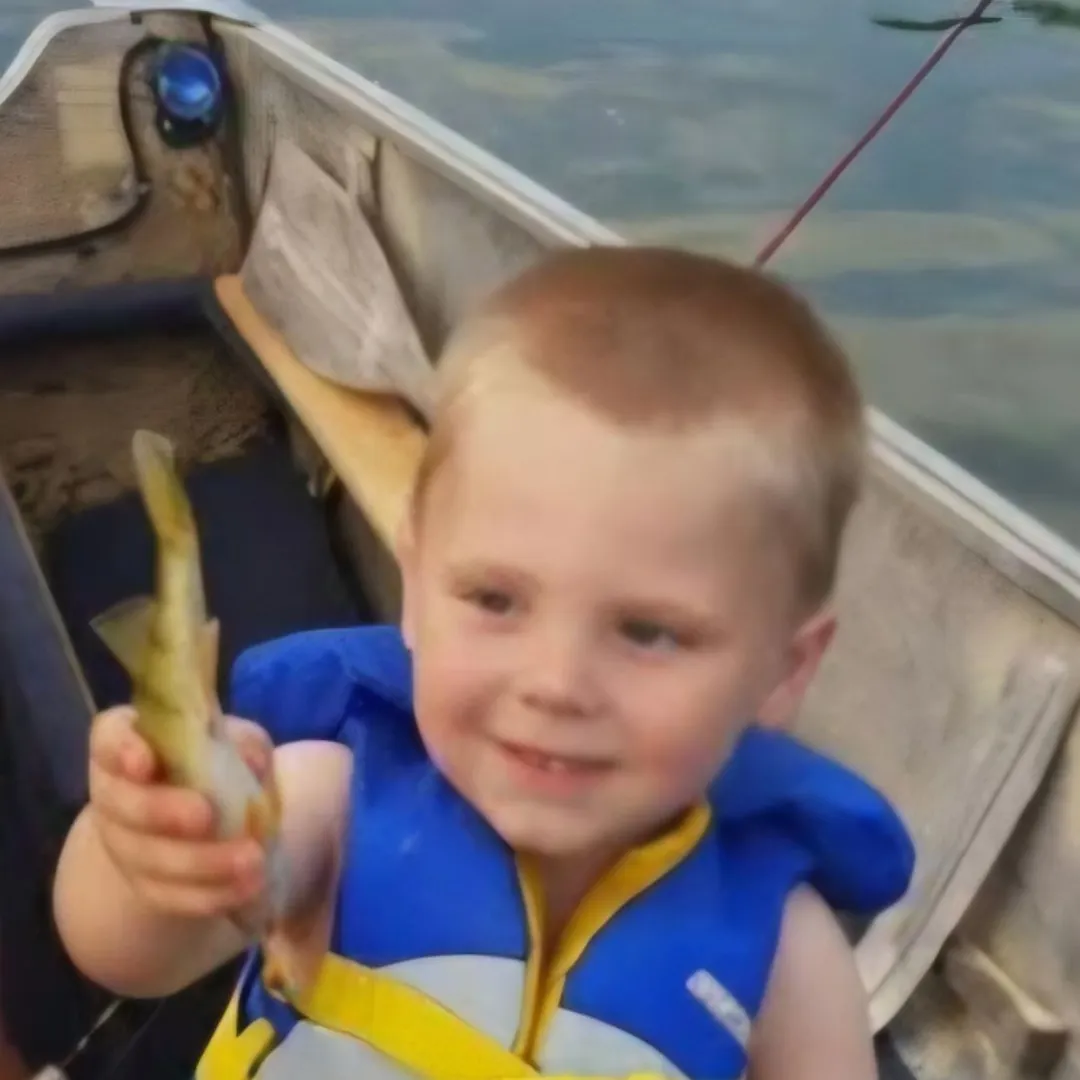 Yellow perch caught on Fishbrain