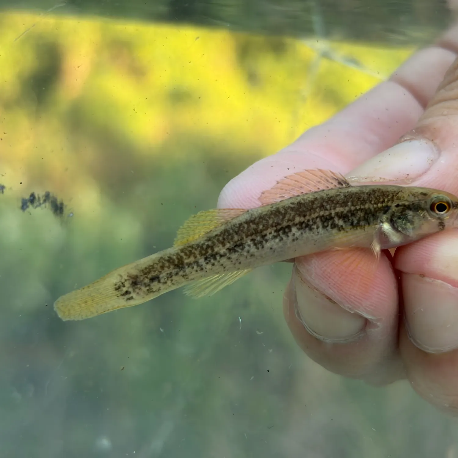 The most recent Goldstripe darter catches on Fishbrain