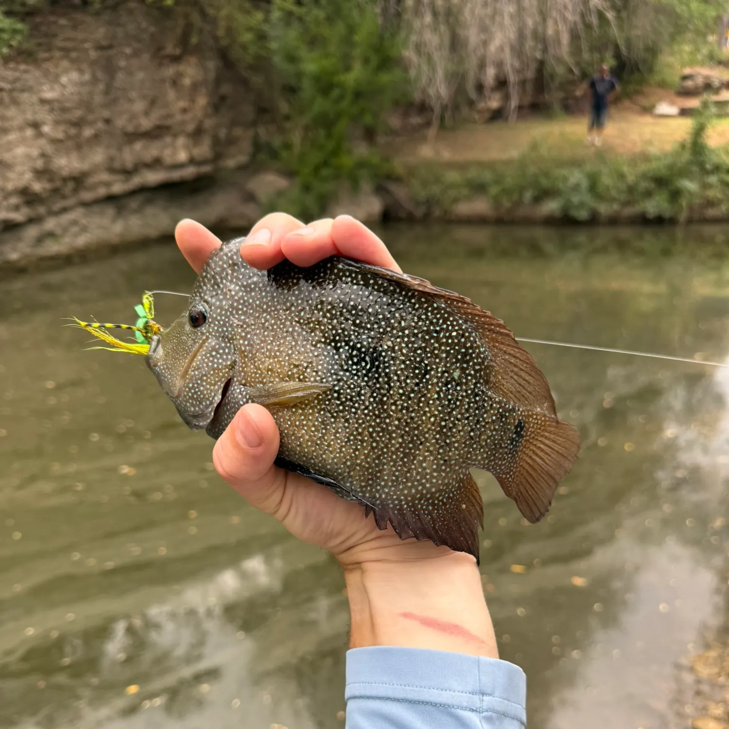 Rio Grande cichlid caught on Fishbrain