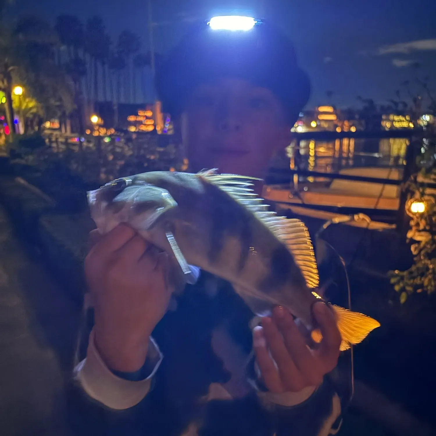 The most recent Barred sand bass catches on Fishbrain